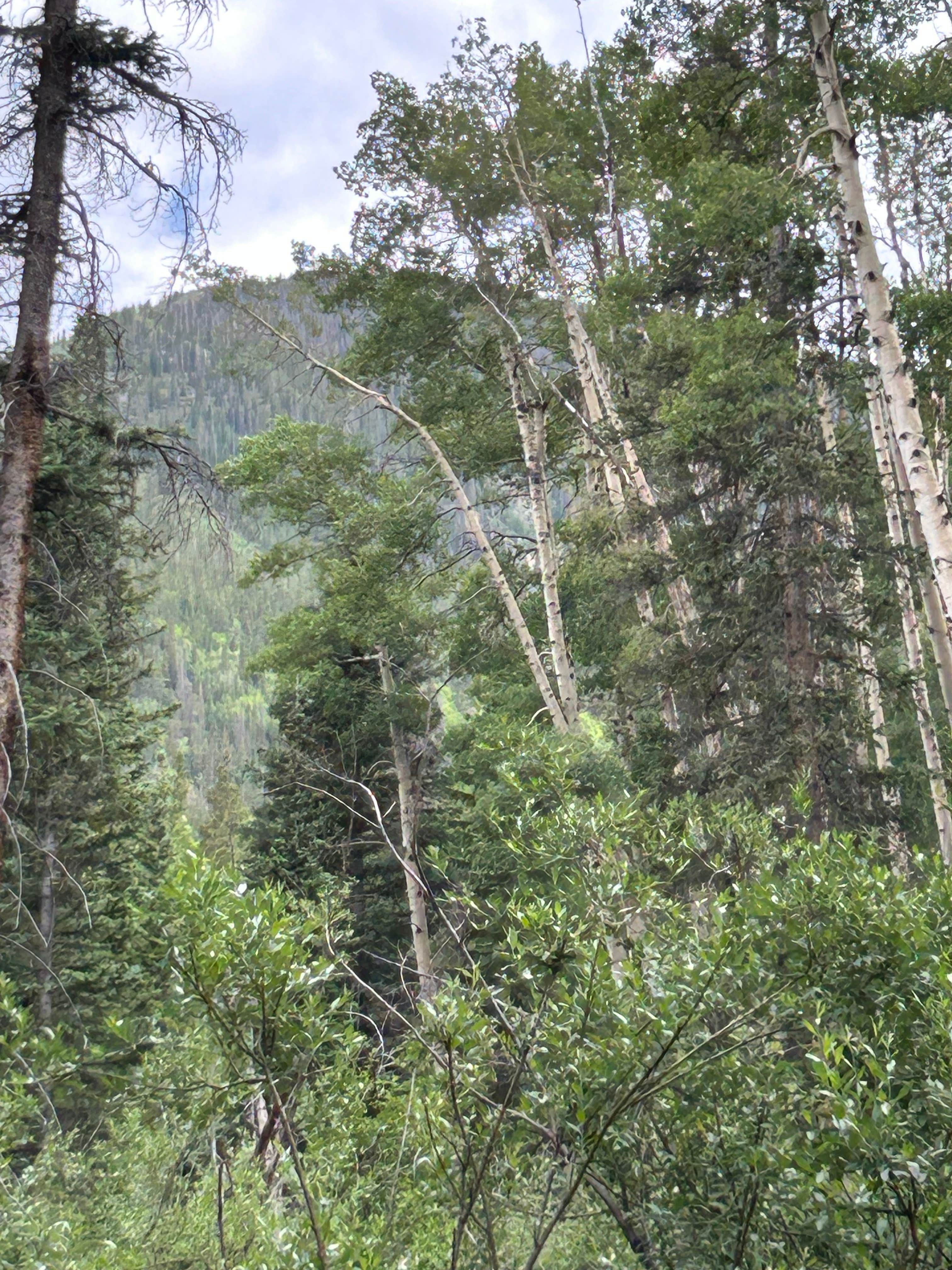 Camper-submitted photo at Cottonwood Lake Dispersed Camping near Buena Vista, CO