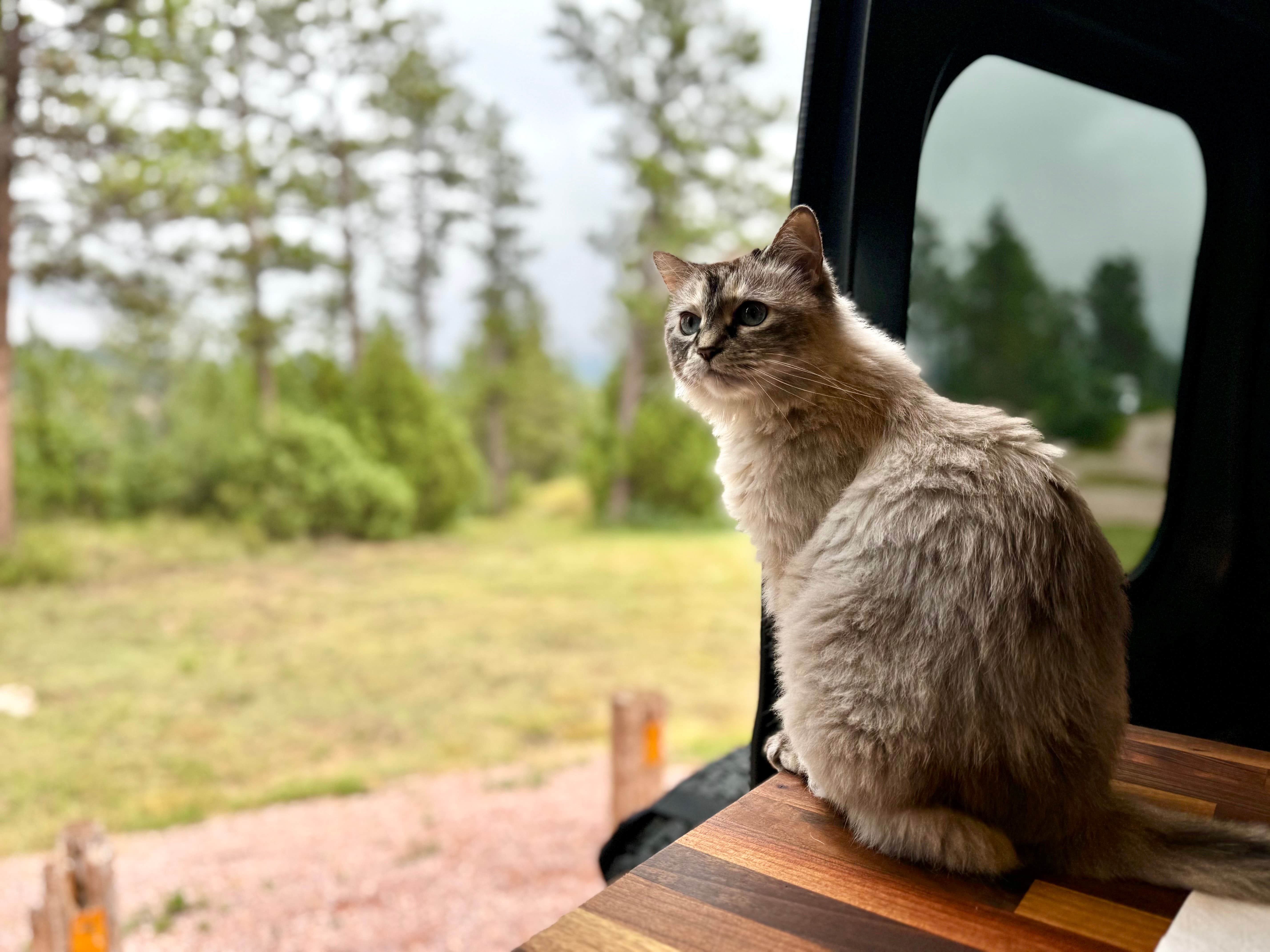Gregg & Sally W.'s photo of camping with pets at Cottonwood Springs Campground near Wind Cave National Park