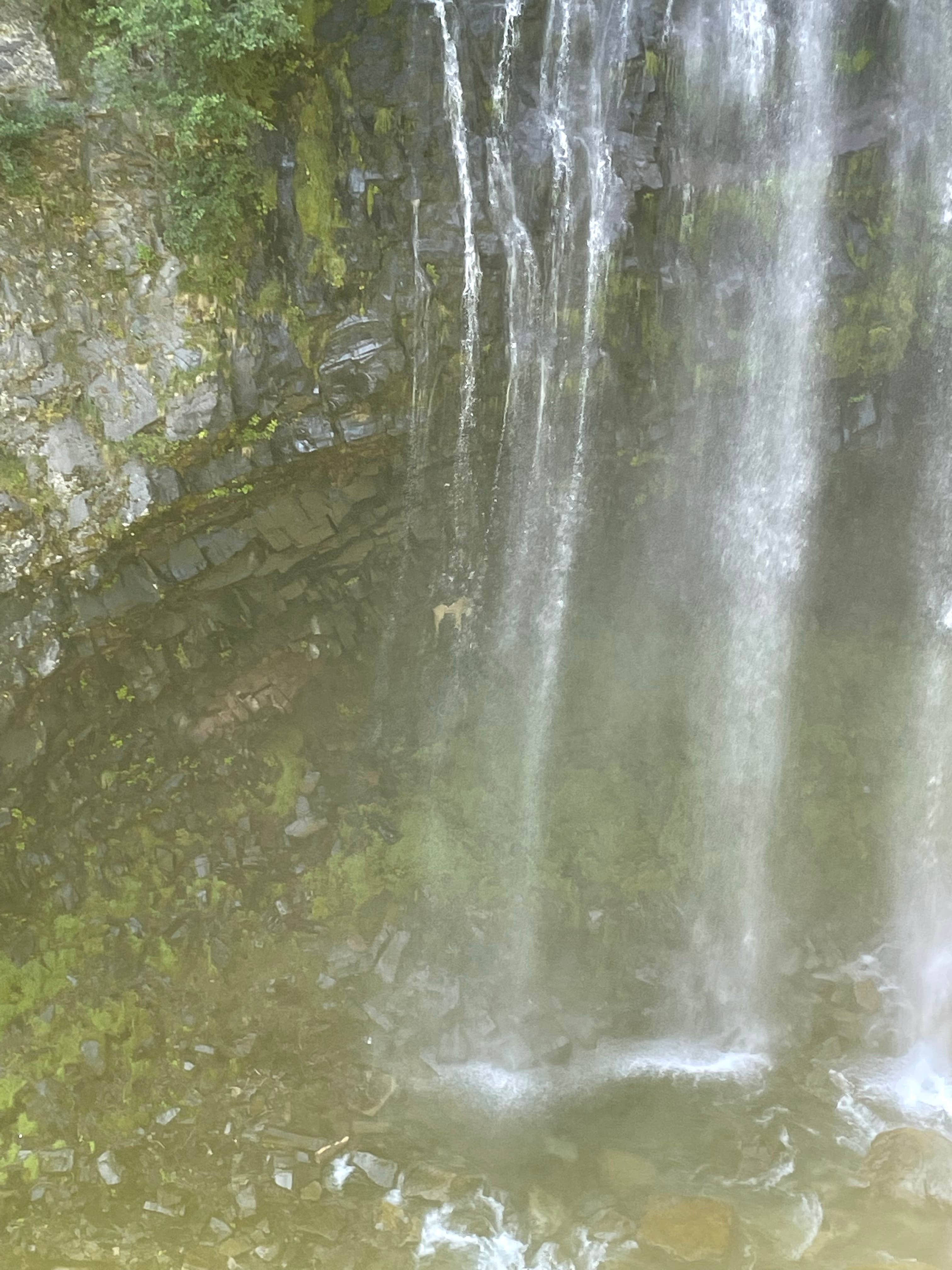 Camper submitted image from Cougar Rock Group Campground — Mount Rainier National Park - 2