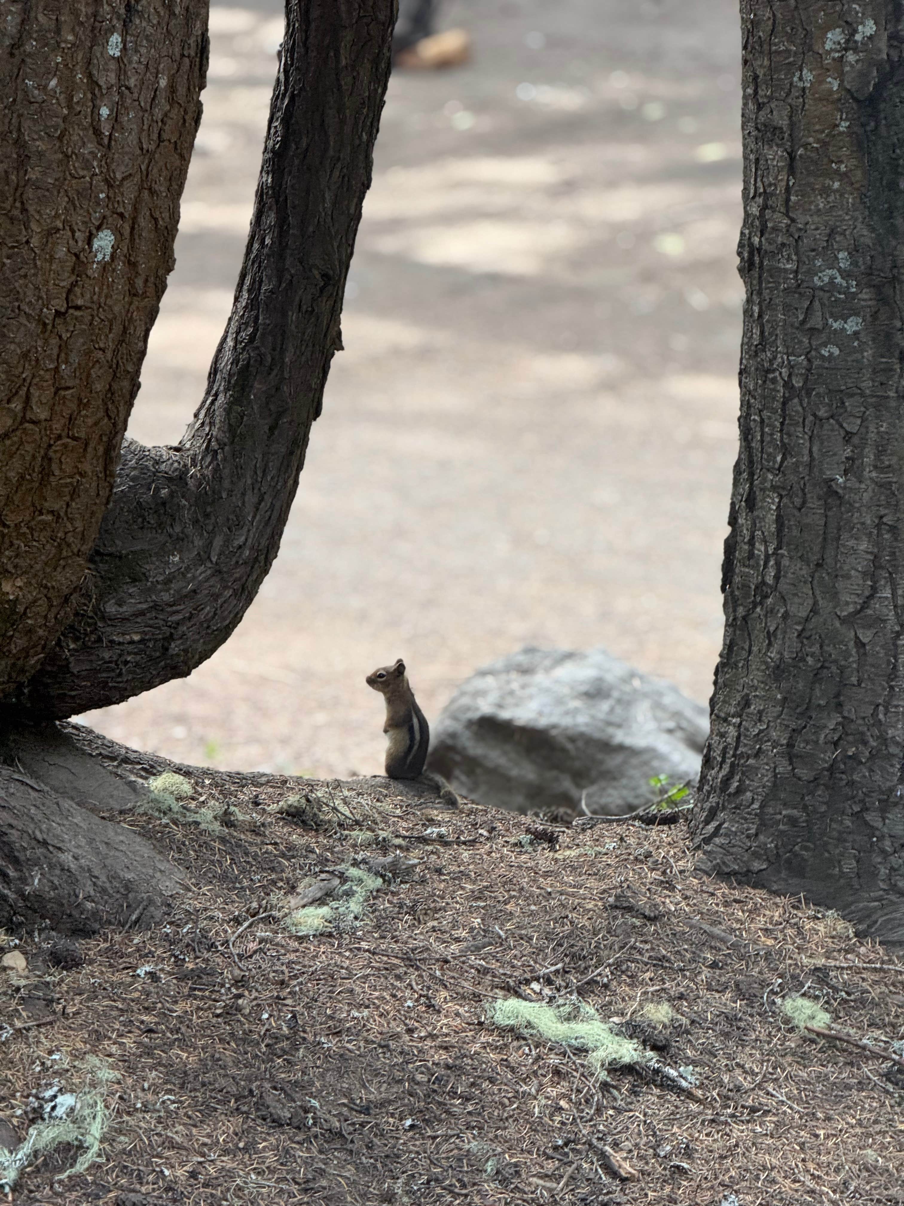Camper-submitted photo at Council Lake near Gifford Pinchot National Forest