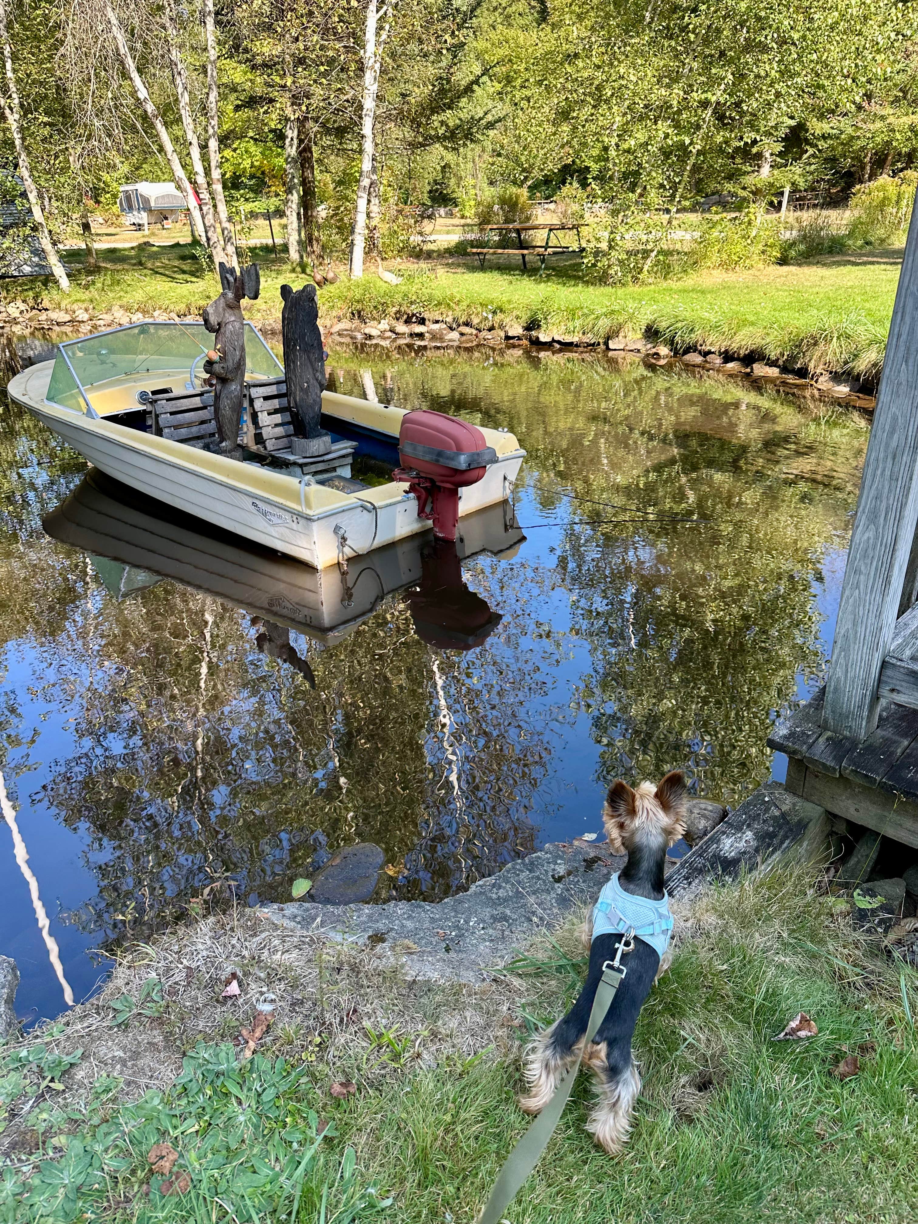 Mindie C.'s photo of camping with pets at Country Bumpkins Campground and Cabins near Lincoln, NH