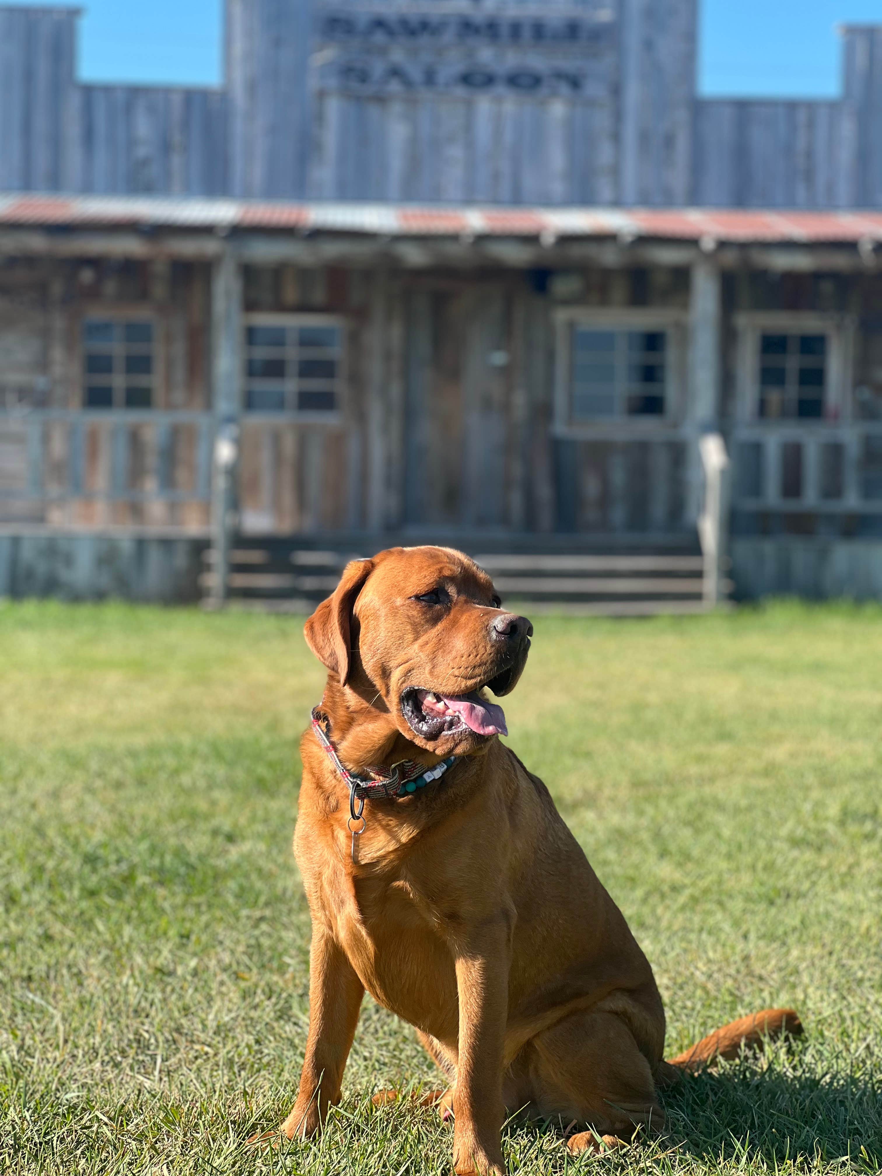 Stephanie G.'s photo of camping with pets at Countryside RV Park near Divide, MT