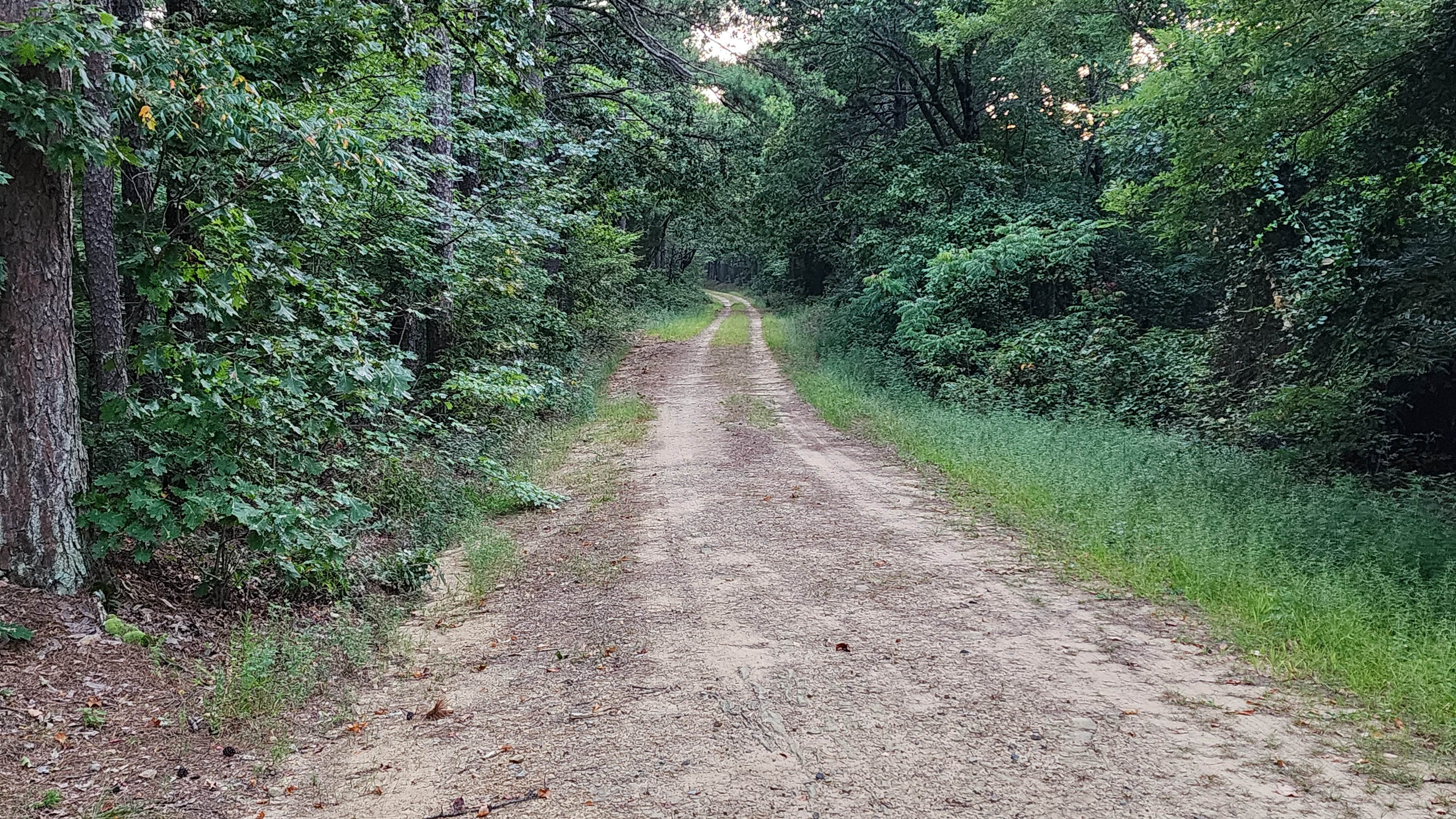 Camper-submitted photo at County Road D1590 Dispersed near Broken Bow, OK