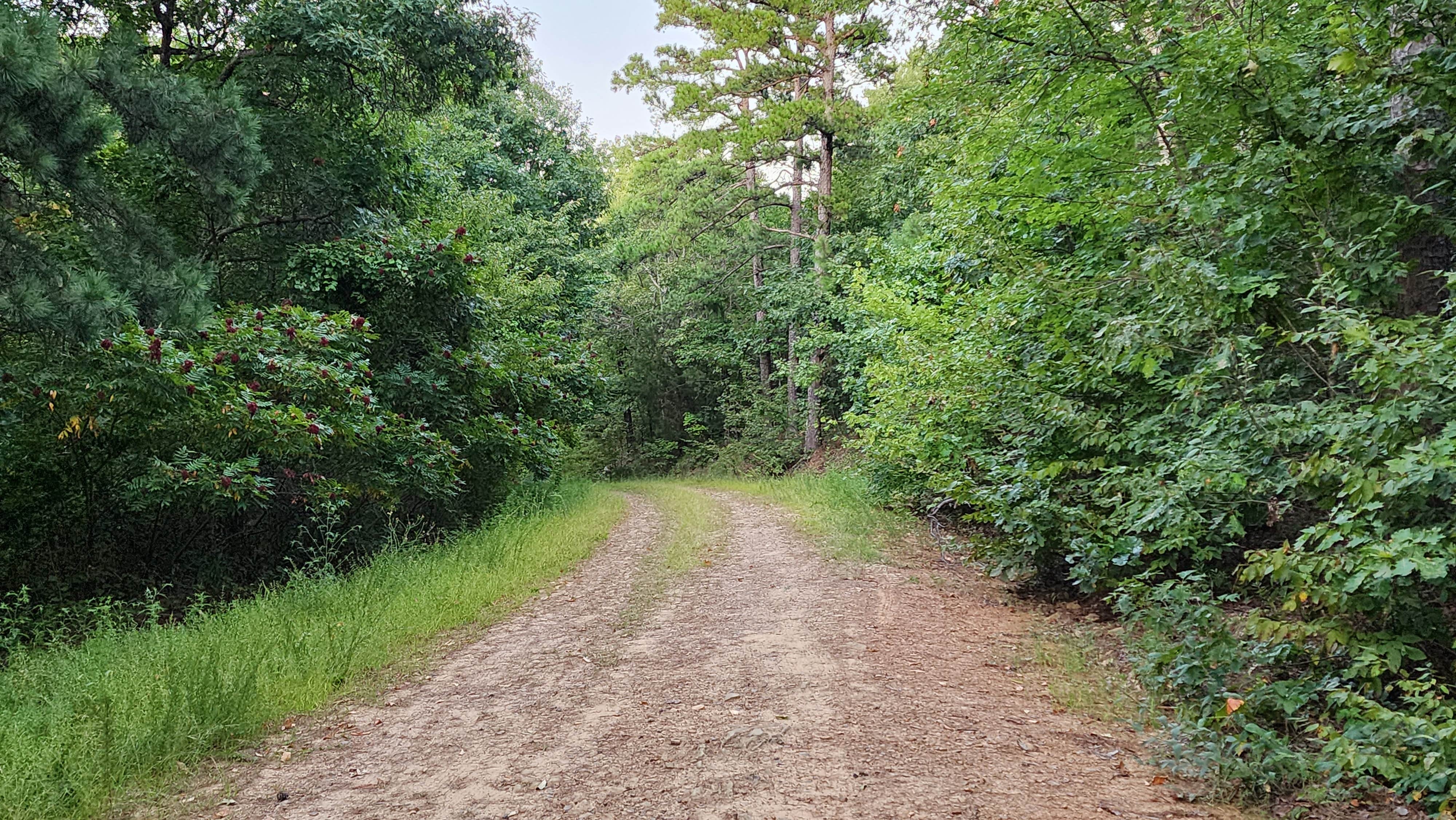 Camper-submitted photo at County Road D1590 Dispersed near Broken Bow, OK