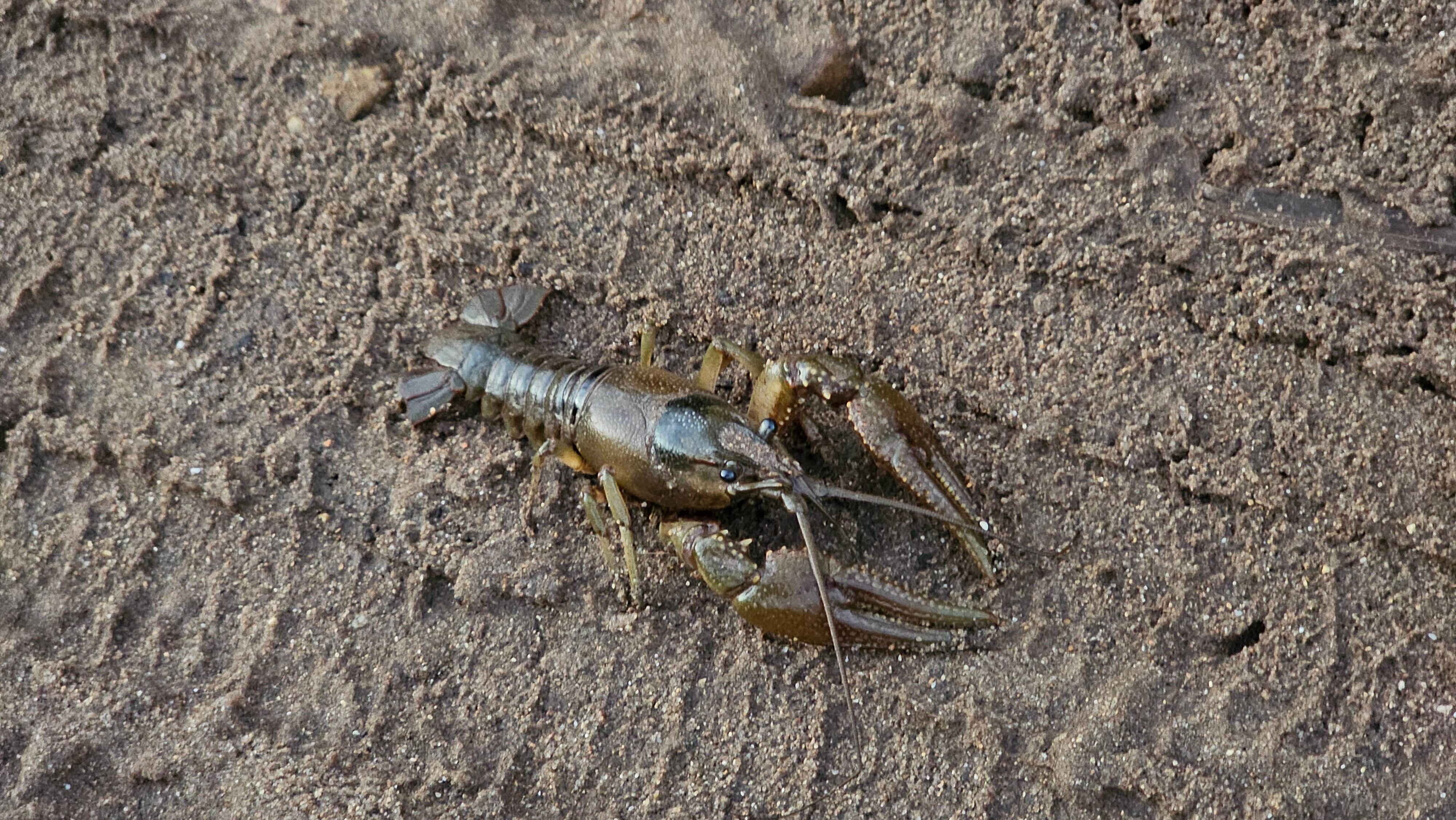 Camper-submitted photo at Courtois Creek Dispersed near Bunker, MO