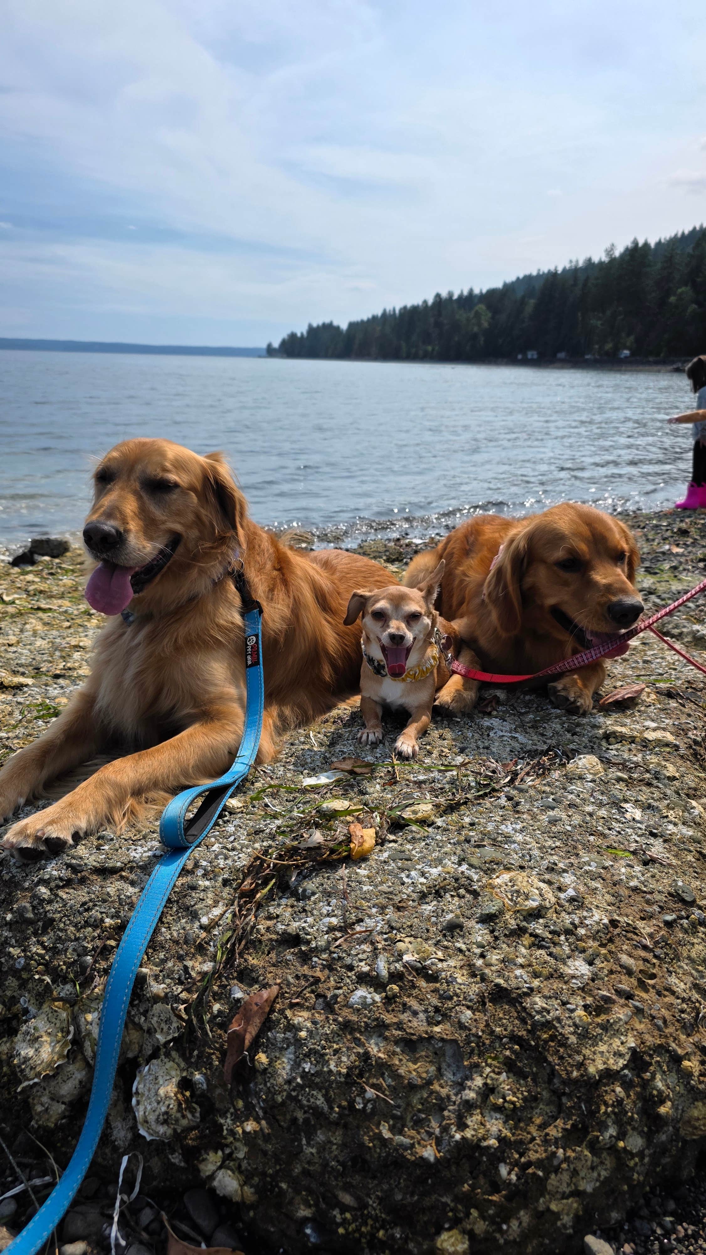Matt B.'s photo of camping with pets at Cove RV Park & Country Store near Lake Forest Park, WA
