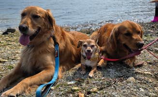 Matt B.'s photo of camping with pets at Cove RV Park & Country Store near Silverdale, WA