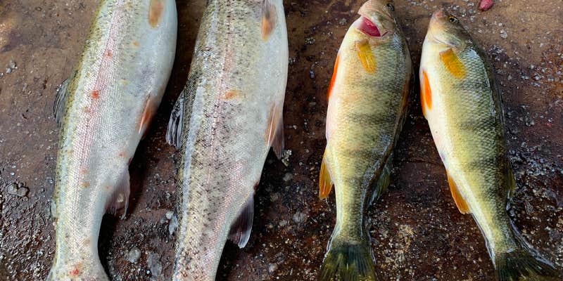 Camper submitted image from Cove Resort at Fish Lake