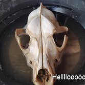 Review photo of Cowboy Camp by S.Allan , October 8, 2026
