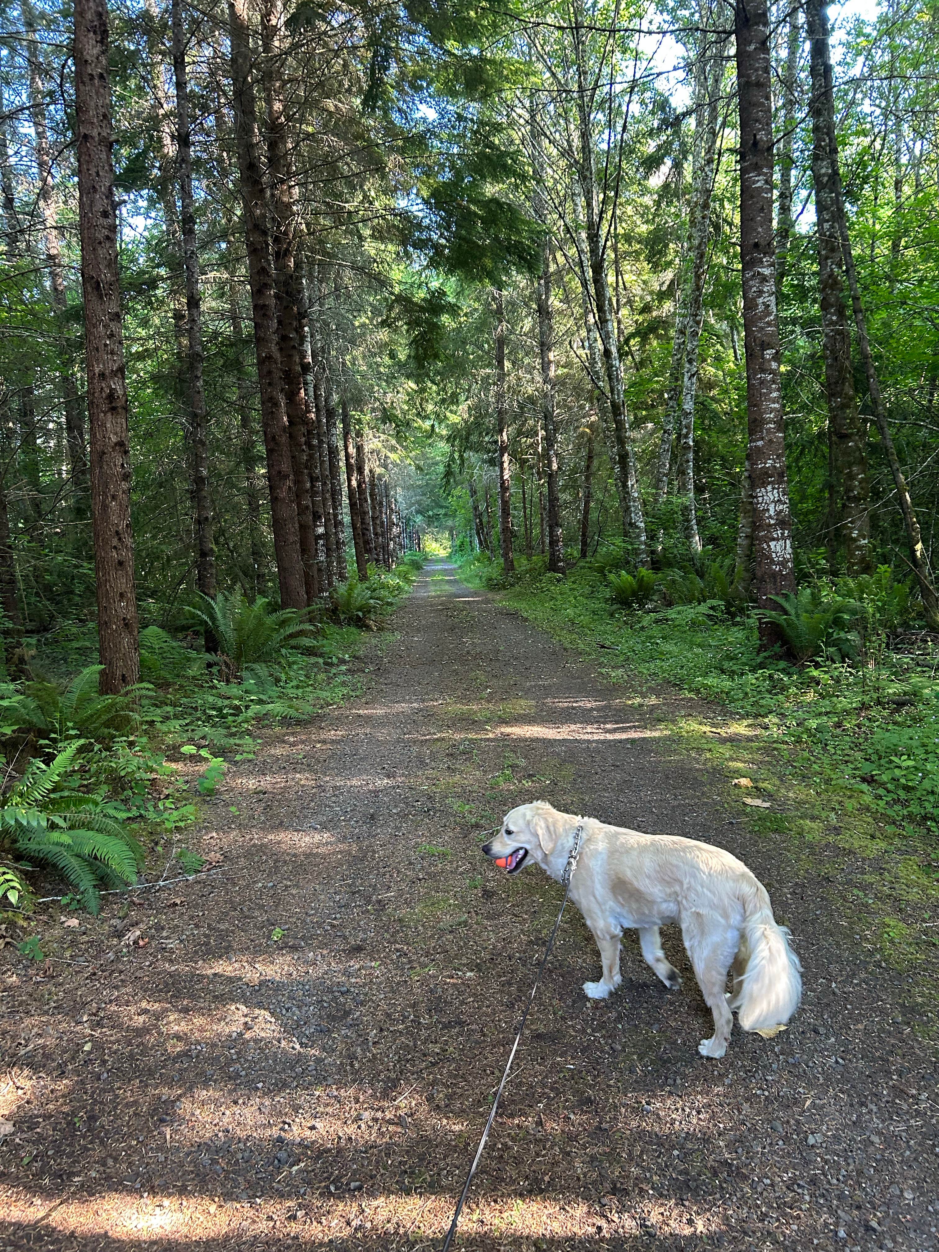 Angela S.'s photo of camping with pets at Cowlitz Falls Campground near Randle, WA