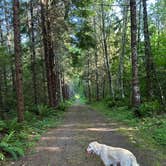 Review photo of Cowlitz Falls Campground by Angela S., June 8, 2025