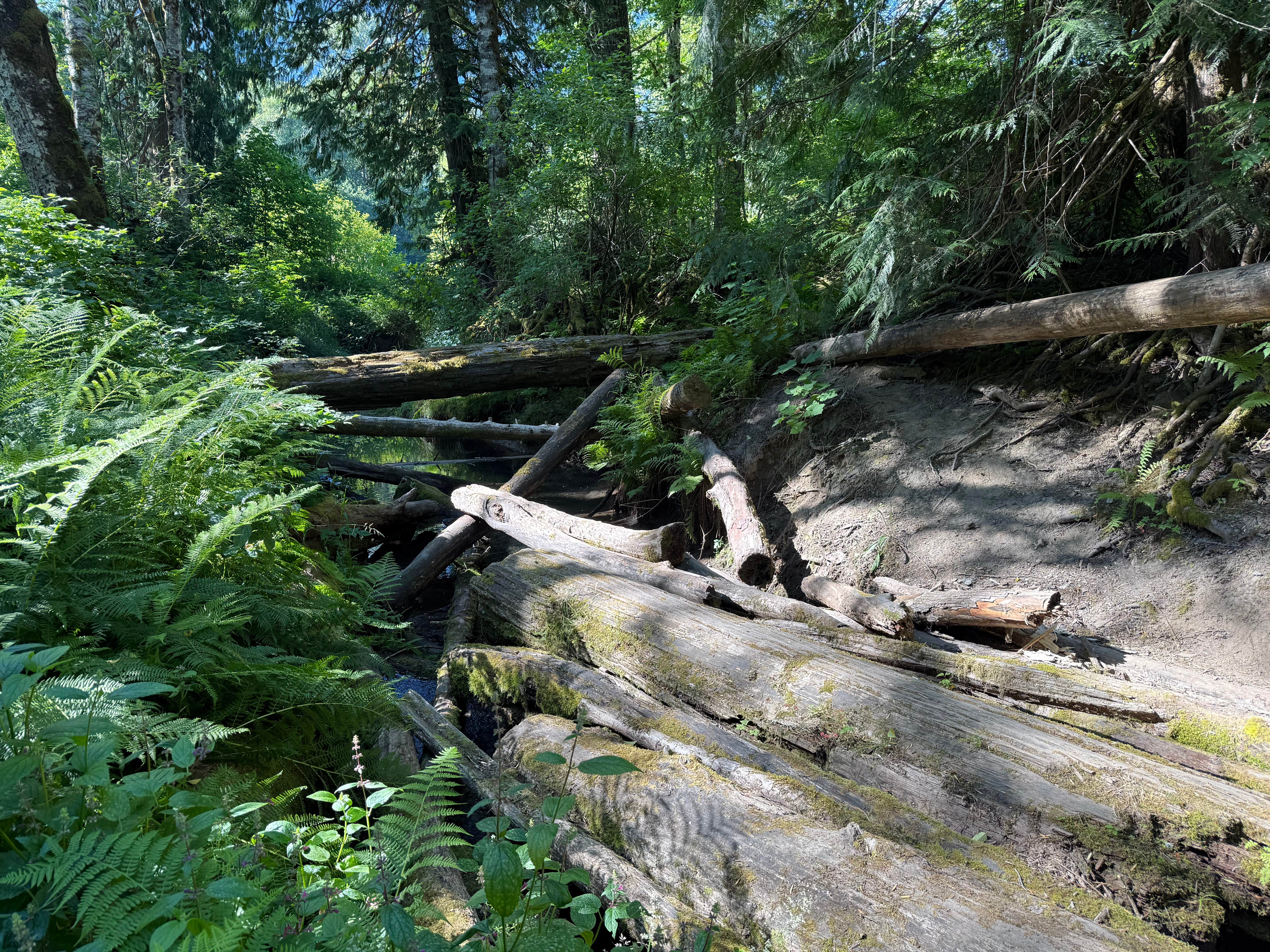 Camper-submitted photo at Cowlitz Falls Campground near Elbe, WA