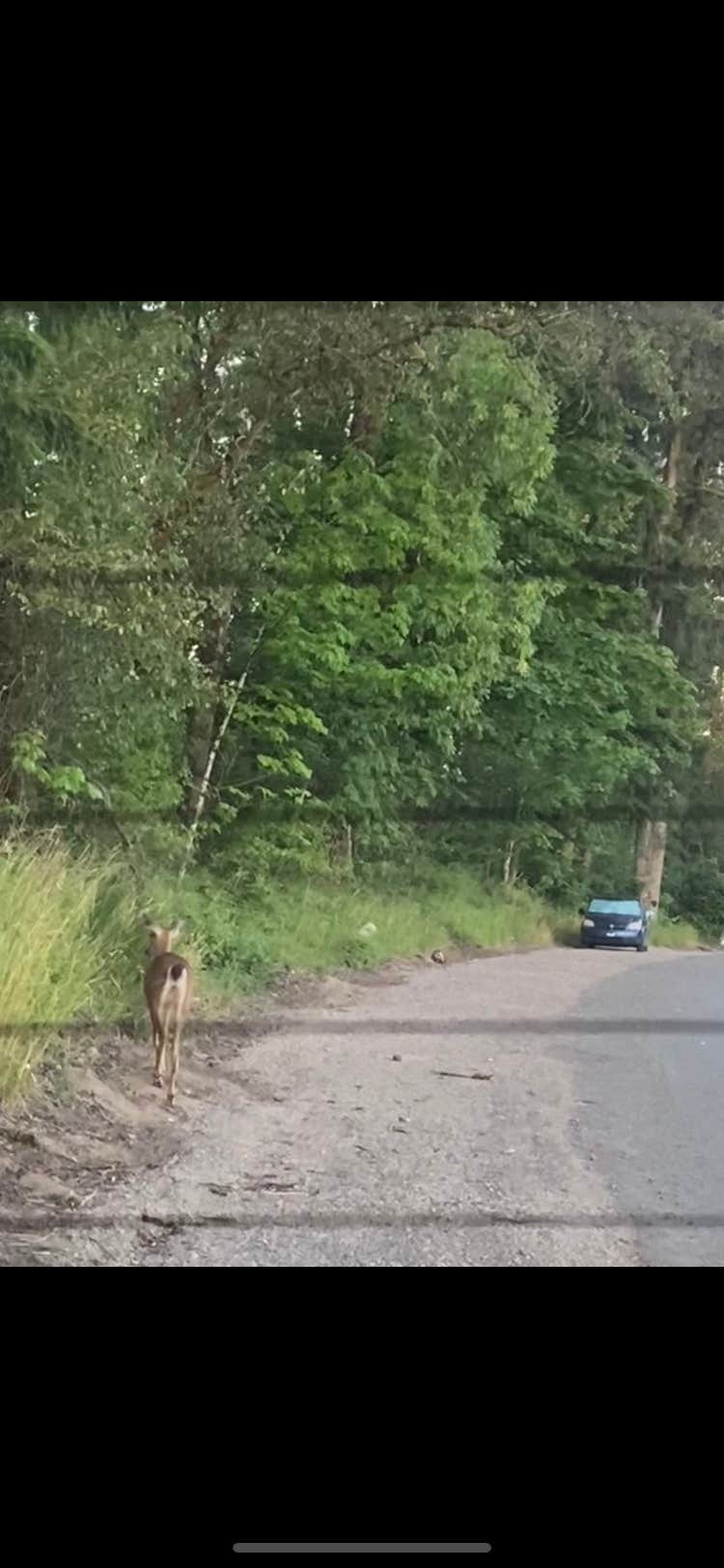 Camper submitted image from Cowlitz River Blue Creek Boat Ramp - 1