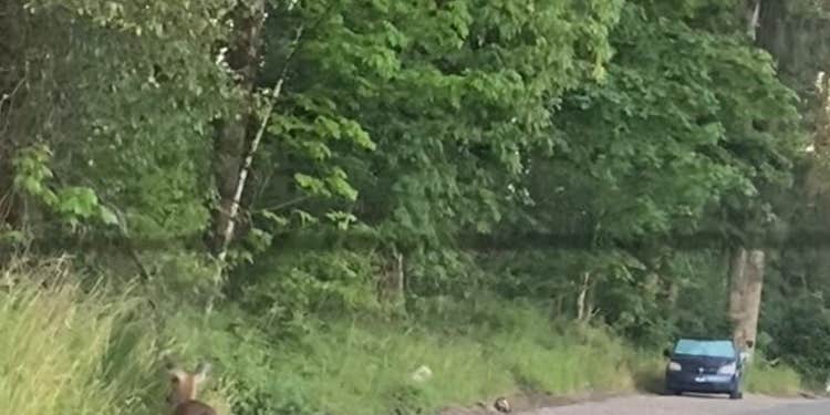 Camper submitted image from Cowlitz River Blue Creek Boat Ramp