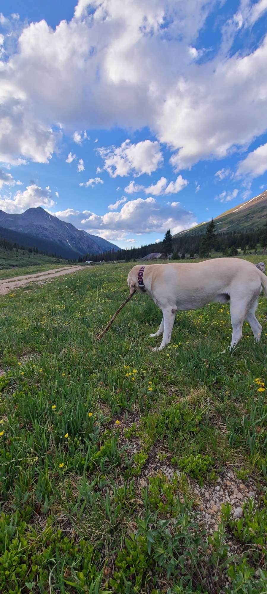 Alicia O.'s photo of camping with pets at Coyote Hill Road near Estes Park, CO