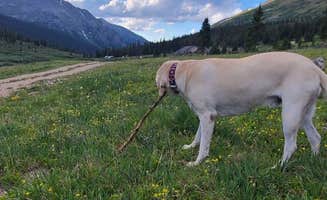 Alicia O.'s photo of camping with pets at Coyote Hill Road near Hygiene, CO