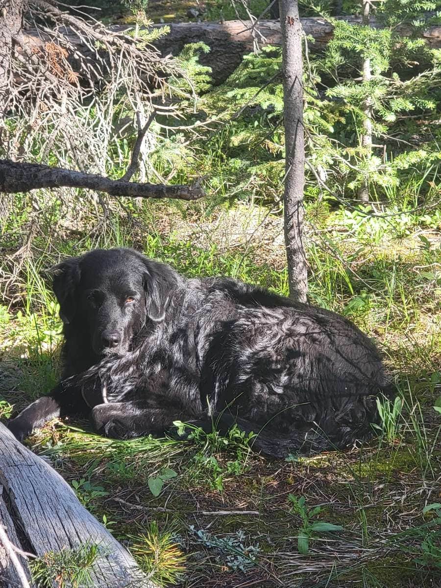 Alicia O.'s photo of camping with pets at Coyote Hill Road near Estes Park, CO