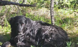 Alicia O.'s photo of camping with pets at Coyote Hill Road near Hygiene, CO