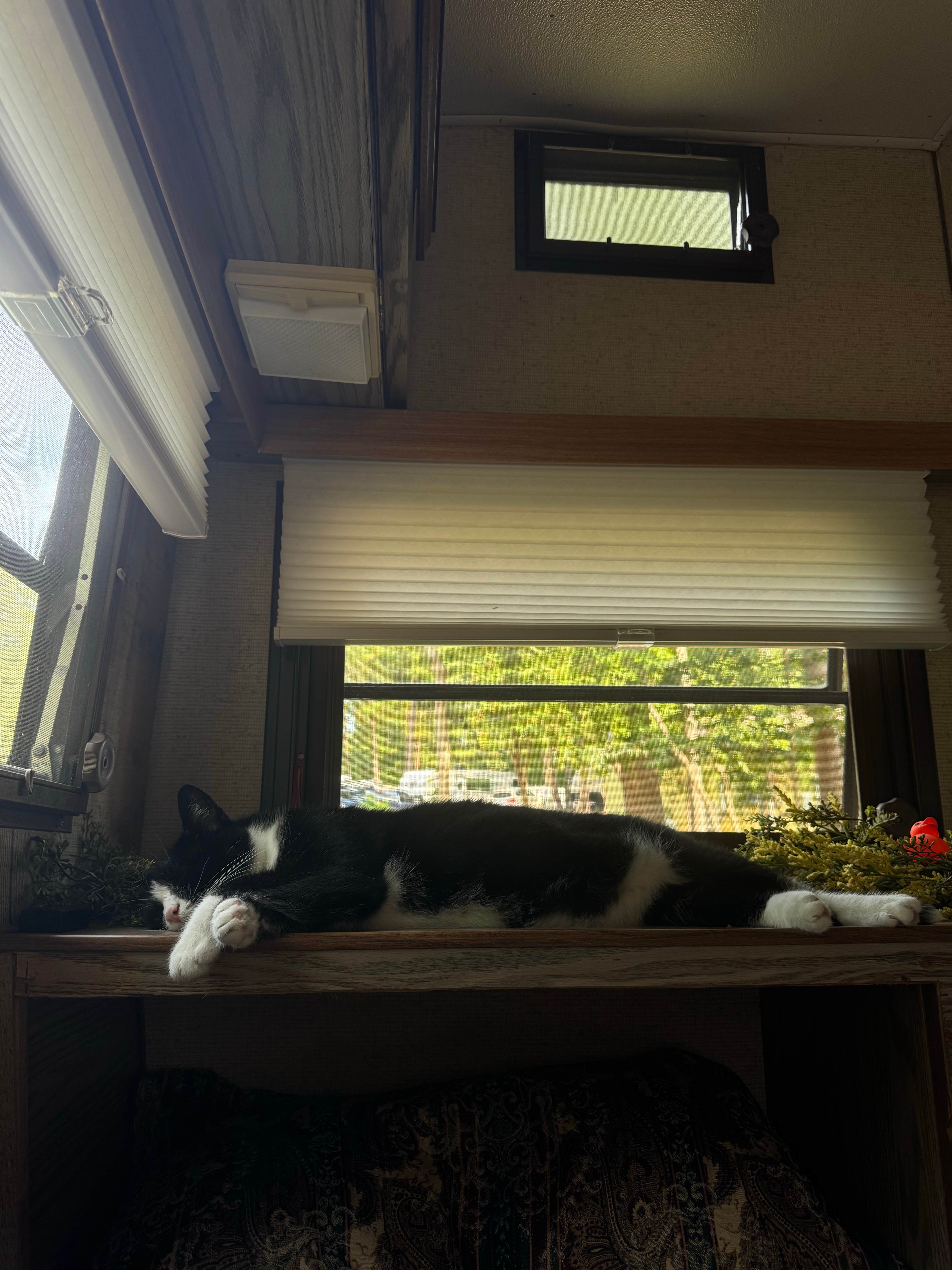 madison F.'s photo of camping with pets at Cozy Acres Campground RV Resort near Hampden-Sydney, VA