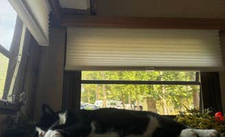 madison F.'s photo of camping with pets at Cozy Acres Campground RV Resort near Ruther Glen, VA