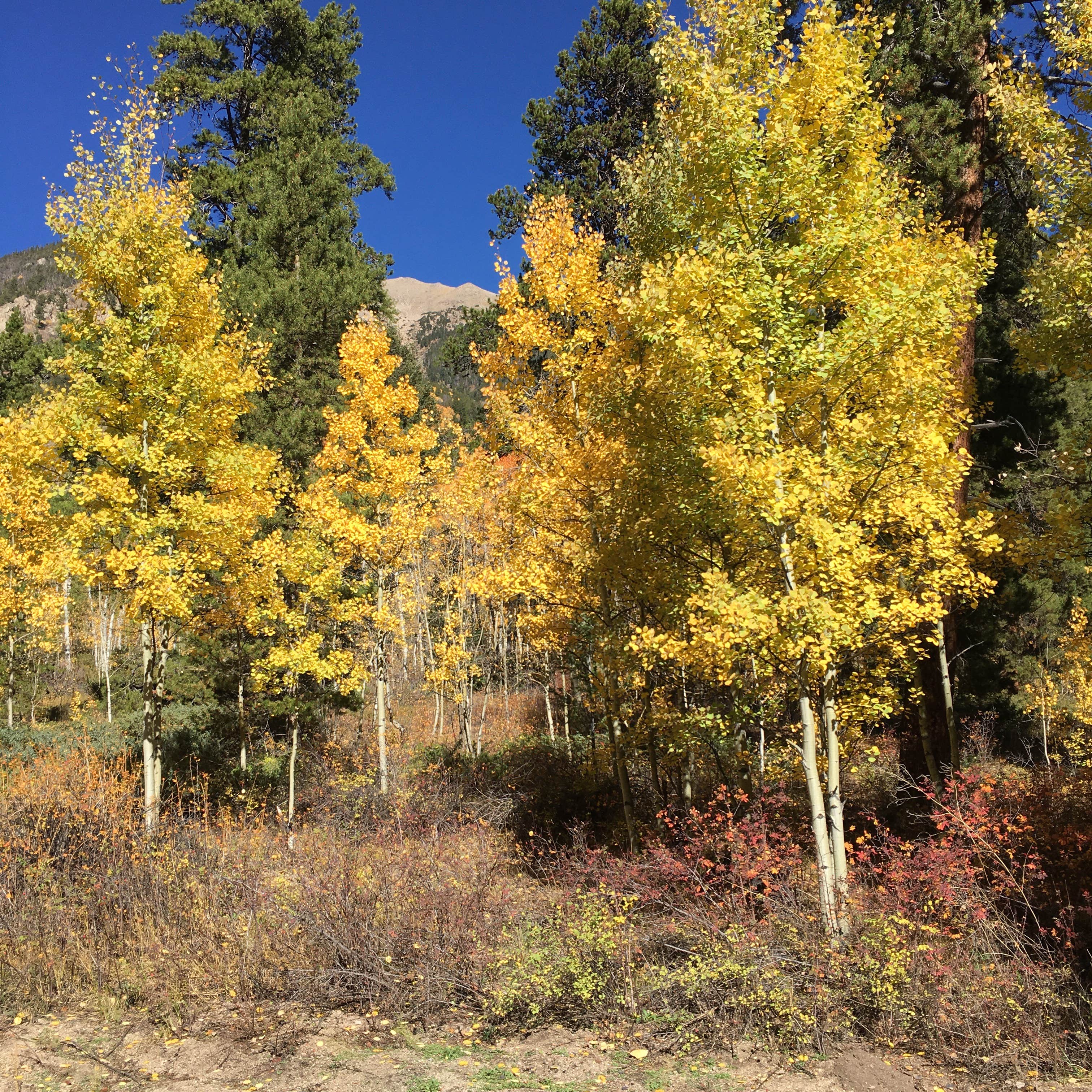 Camper-submitted photo at CR 306 -Dispersed Site near Granite, CO