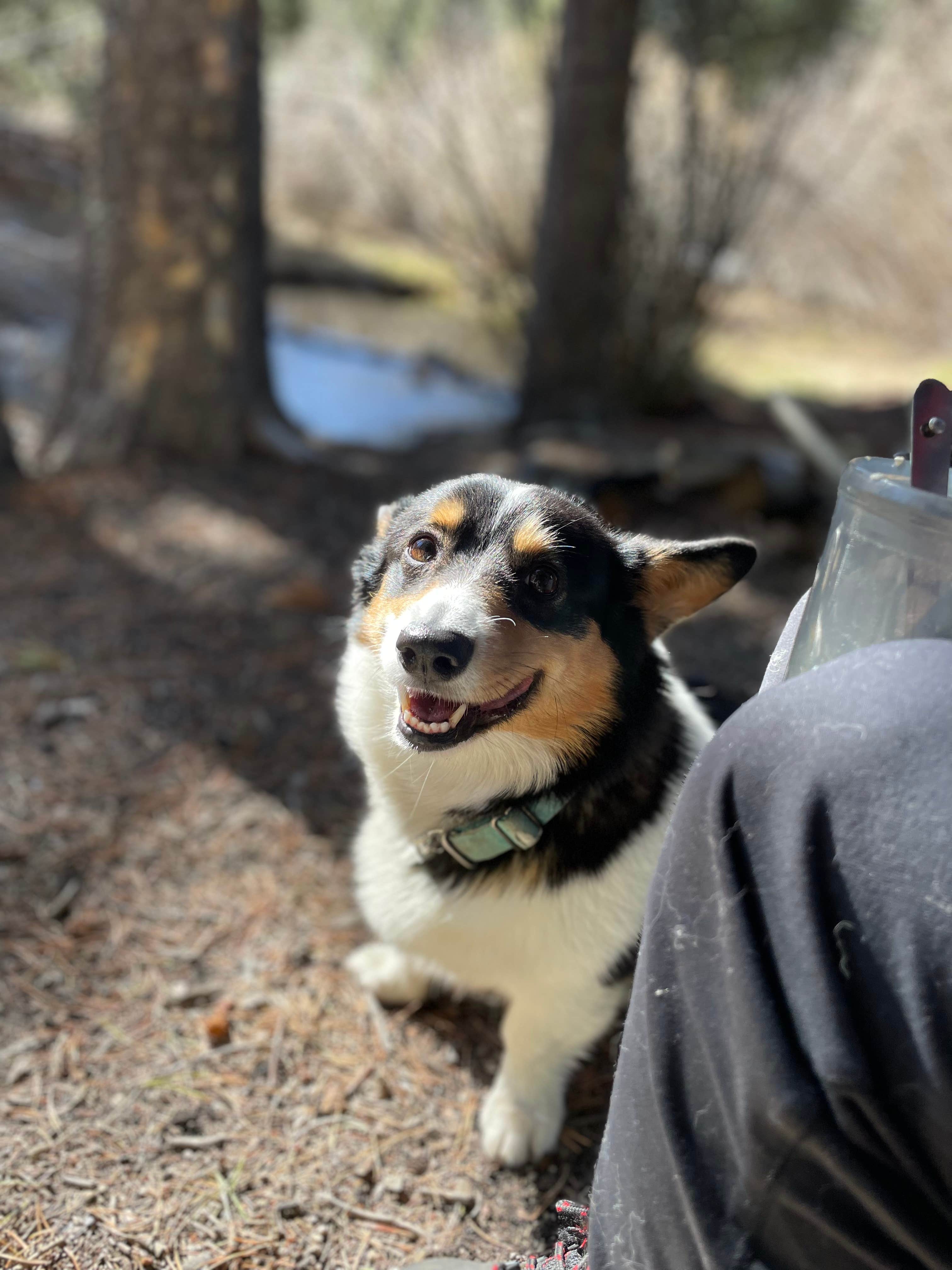 Camper-submitted photo at CR 306 -Dispersed Site near Granite, CO