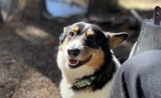 Thomas F.'s photo of camping with pets at CR 306 -Dispersed Site near Buena Vista, CO