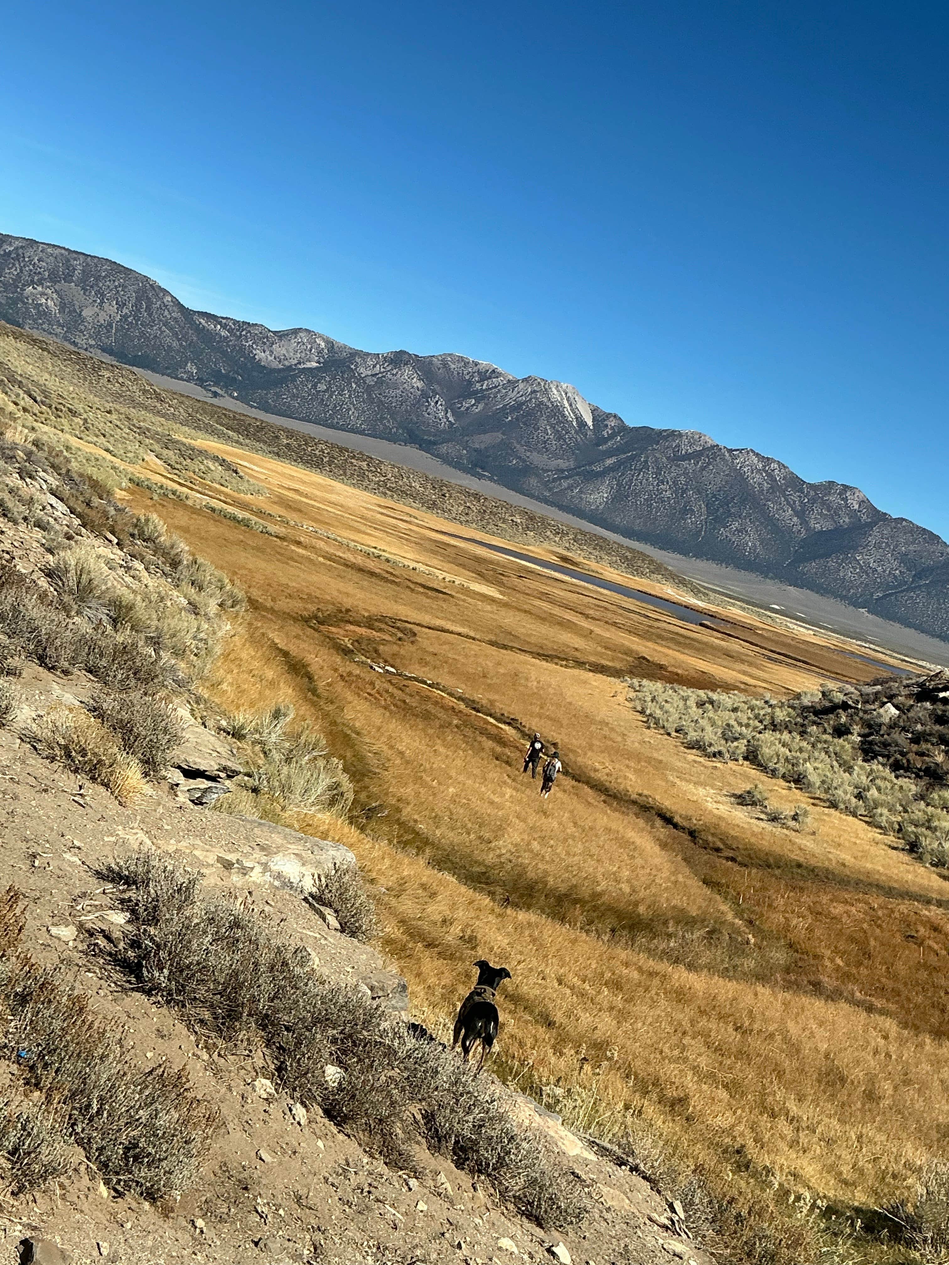ADELA T.'s photo of camping with pets at Crab Cooker Hotsprings - Dispersed Camping near Tahoe National Forest