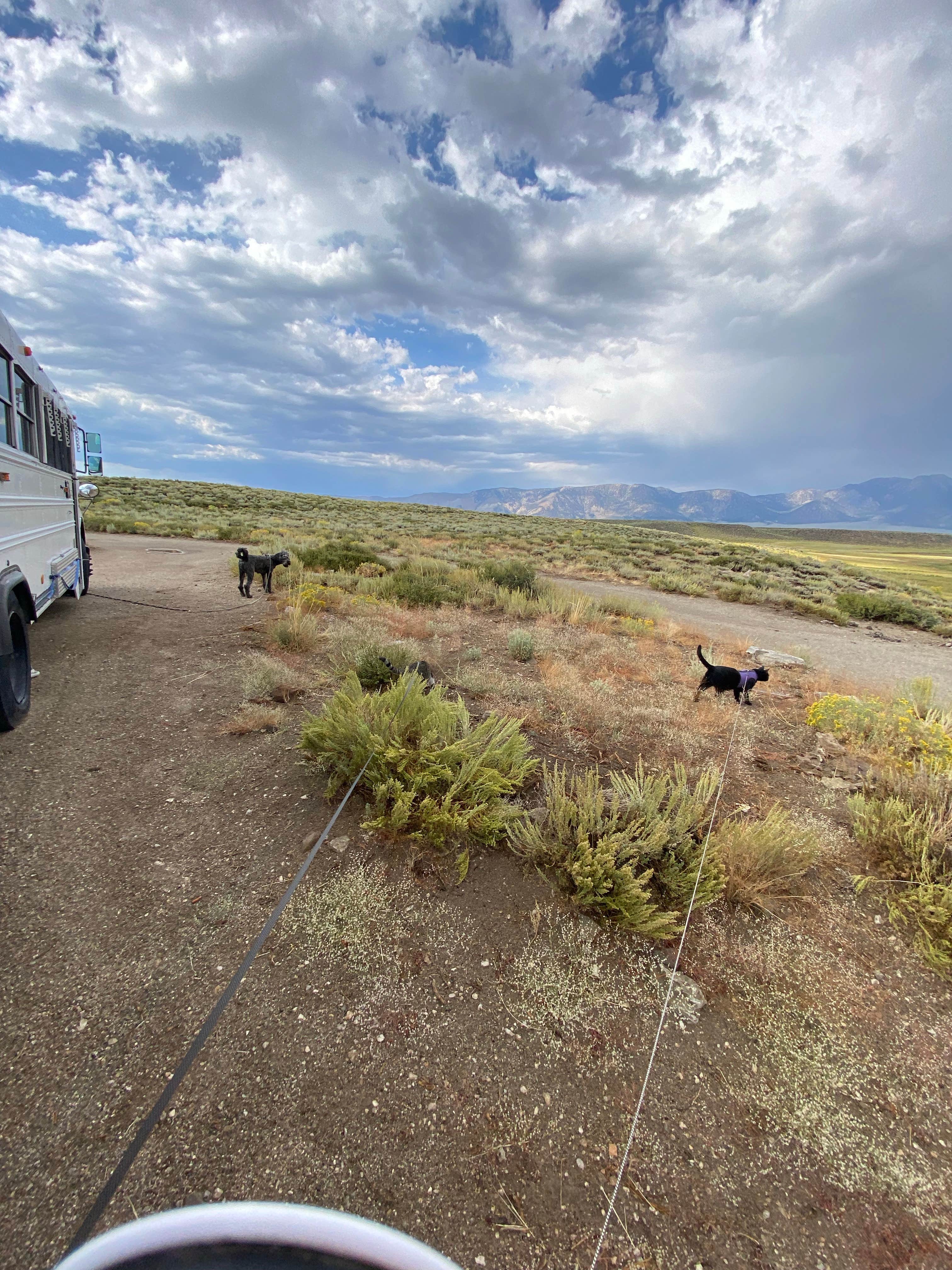 Jules D.'s photo of camping with pets at Crab Cooker Hotsprings - Dispersed Camping near Benton, CA