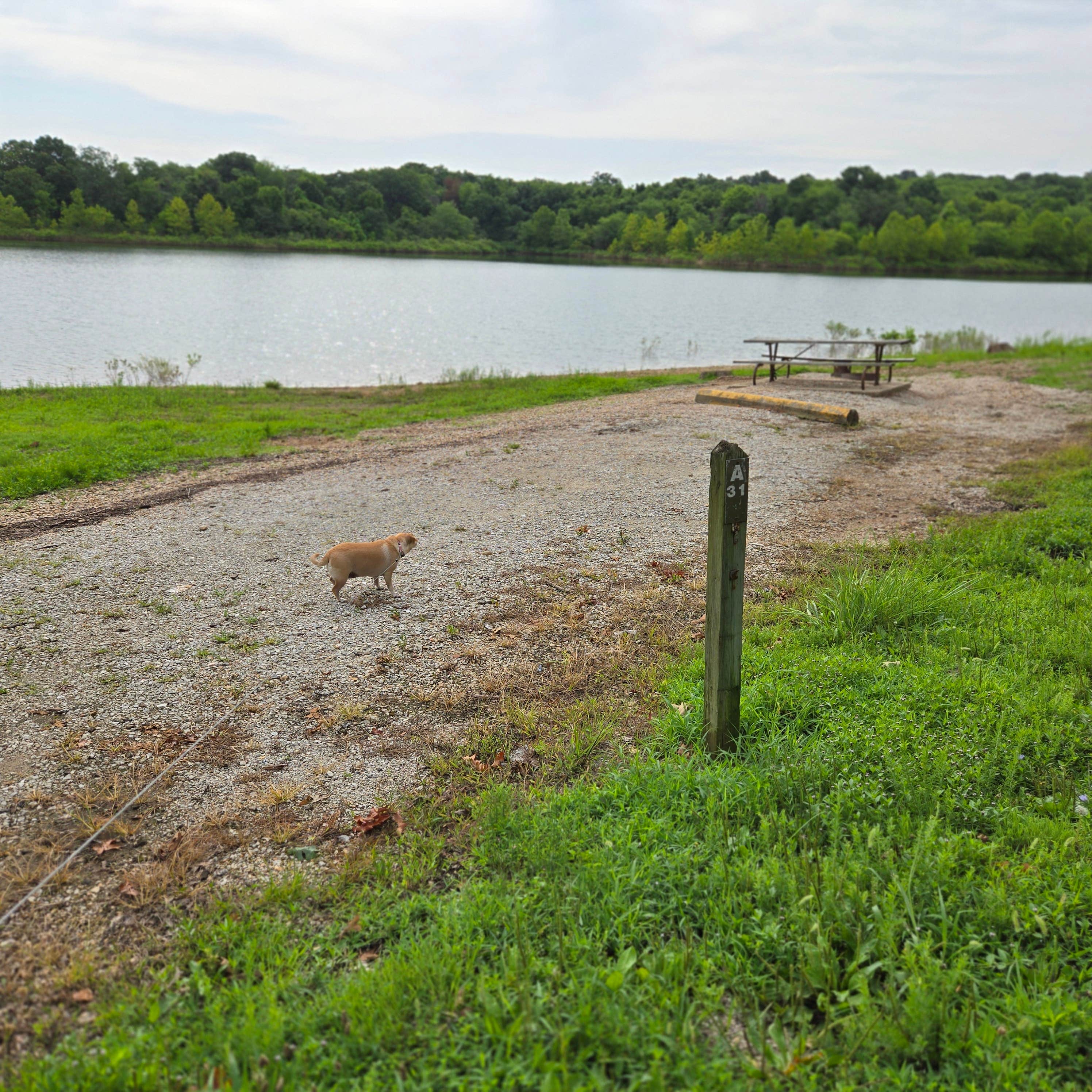 Camper submitted image from Crabtree Cove, Stockton Lake, MO - 4