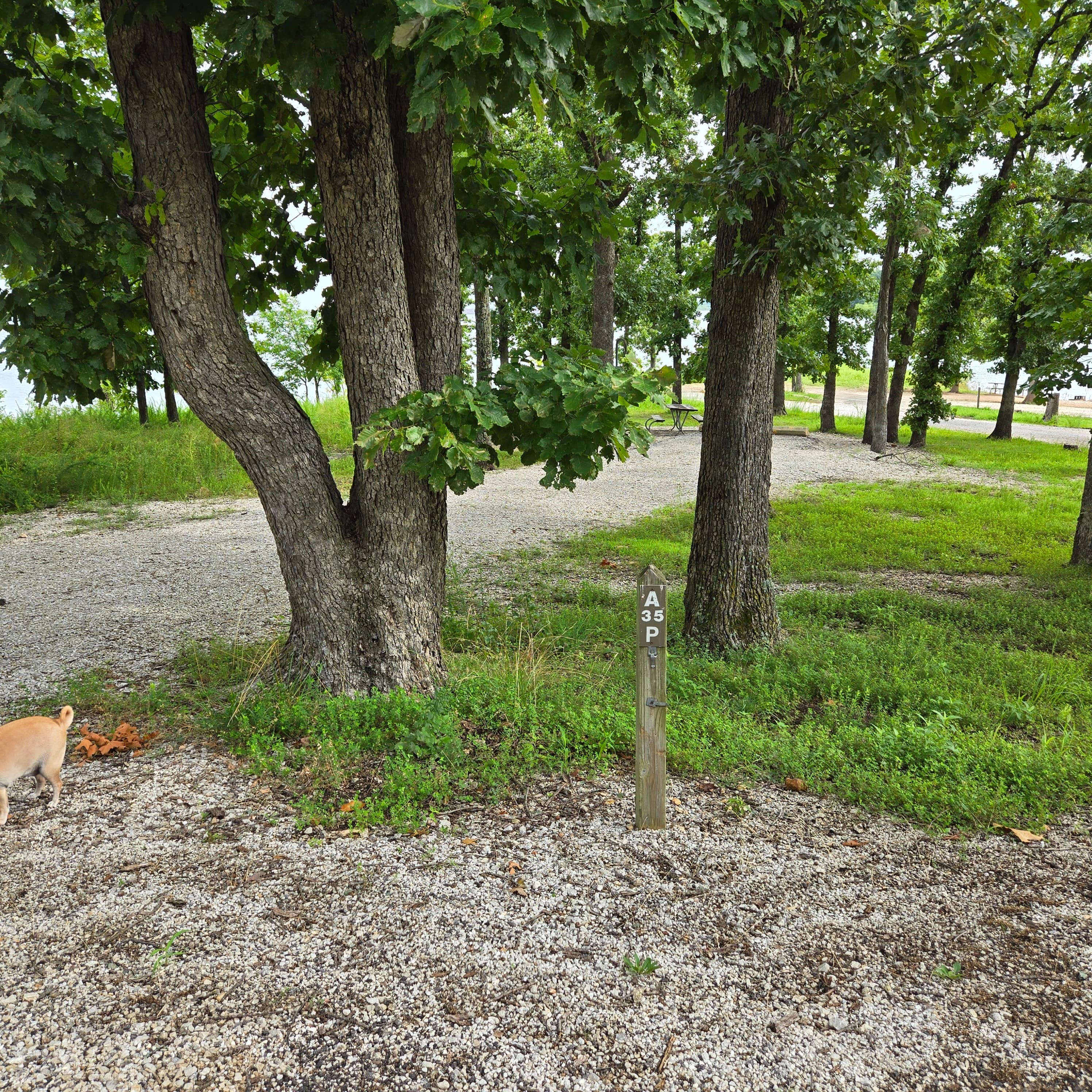Camper submitted image from Crabtree Cove, Stockton Lake, MO - 3