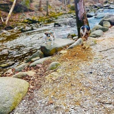 Destiny C.'s photo of camping with pets at Crabtree Falls Campground near George Washington & Jefferson National Forests