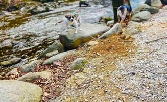 Destiny C.'s photo of camping with pets at Crabtree Falls Campground near George Washington & Jefferson National Forests