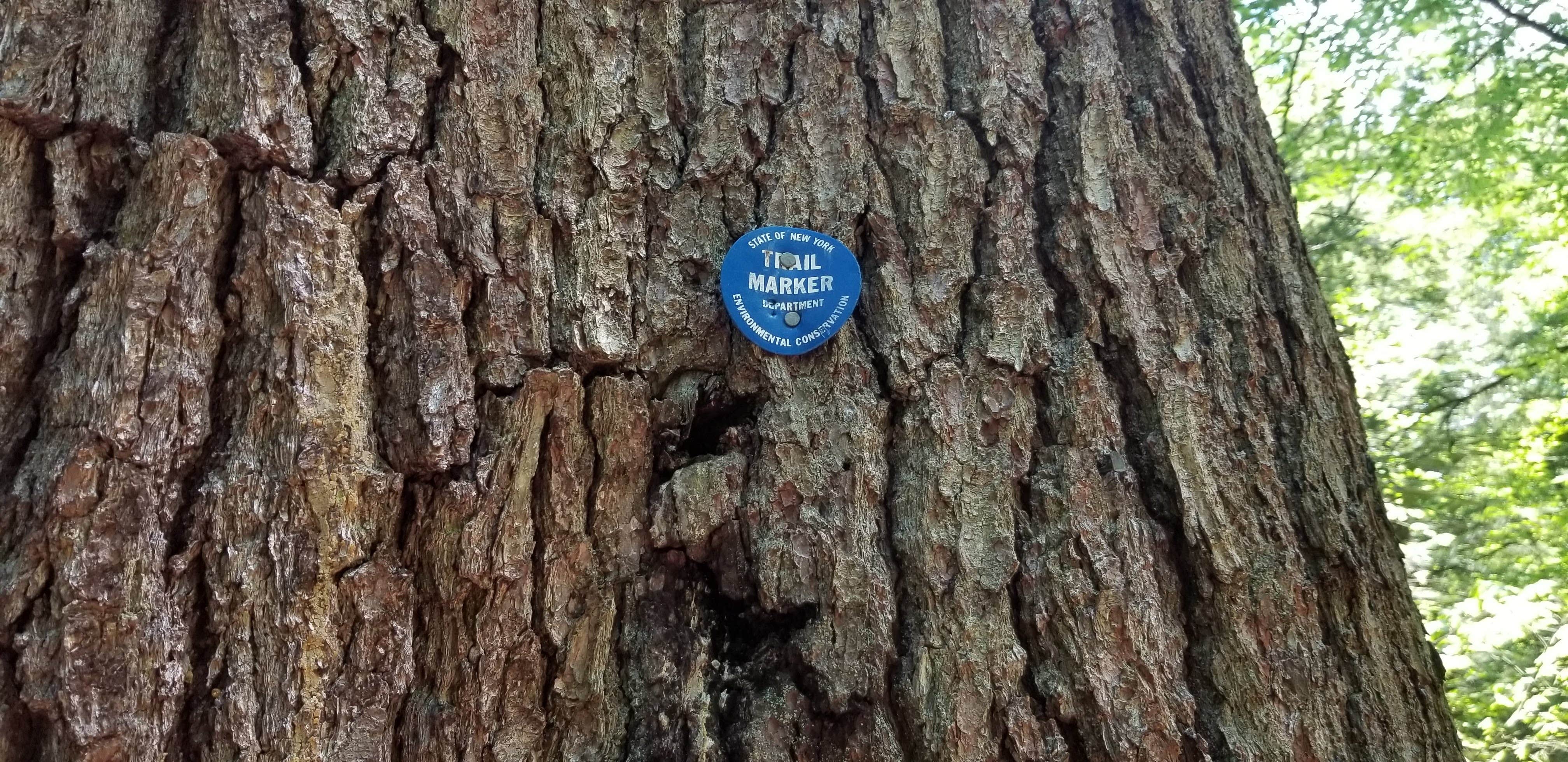 Camper-submitted photo at Crane Pond Dispersed Site near Minerva, NY