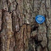 Review photo of Crane Pond Dispersed Site by Sue B., January 12, 2026