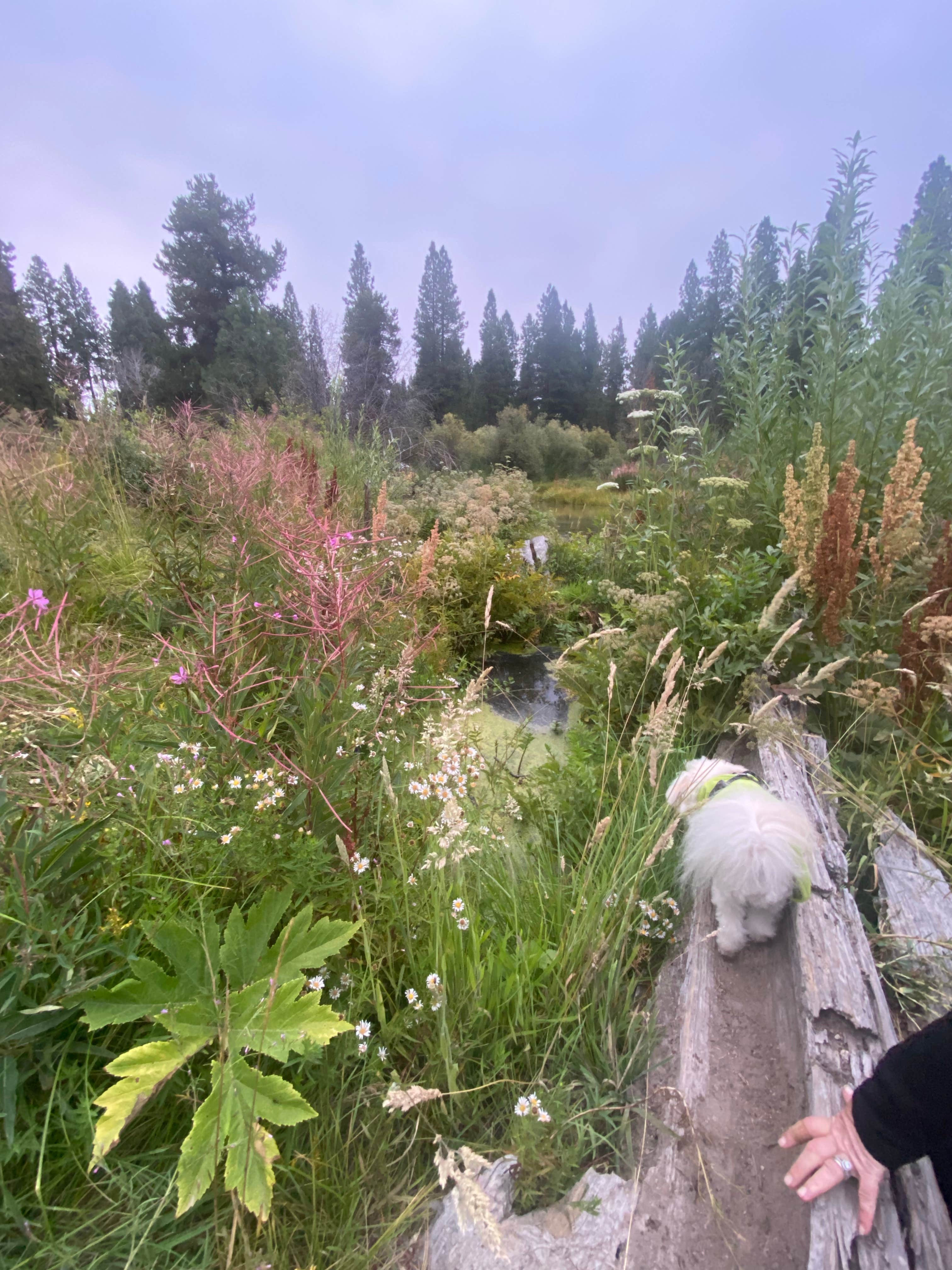 Raymond P.'s photo of camping with pets at Crater Lake Resort near Crater Lake National Park