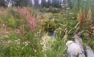 Raymond P.'s photo of camping with pets at Crater Lake Resort near Crater Lake National Park