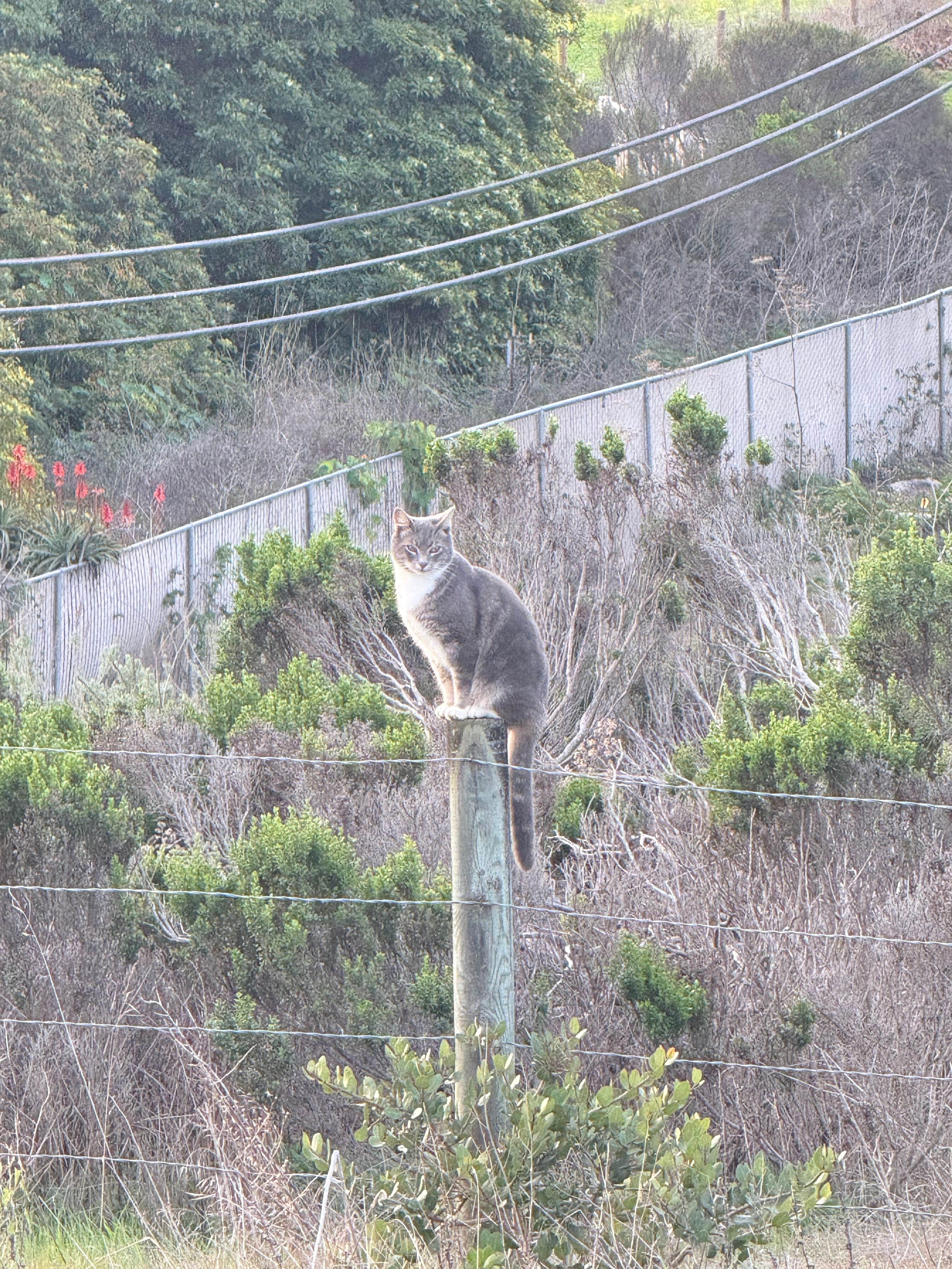 Soggy Bottoms Camper G.'s photo of camping with pets at Creek Tent Campground — Hearst San Simeon State Park near Cambria, CA