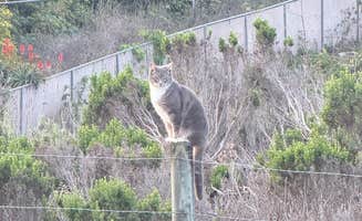 Soggy Bottoms Camper G.'s photo of camping with pets at Creek Tent Campground — Hearst San Simeon State Park near Jolon, CA