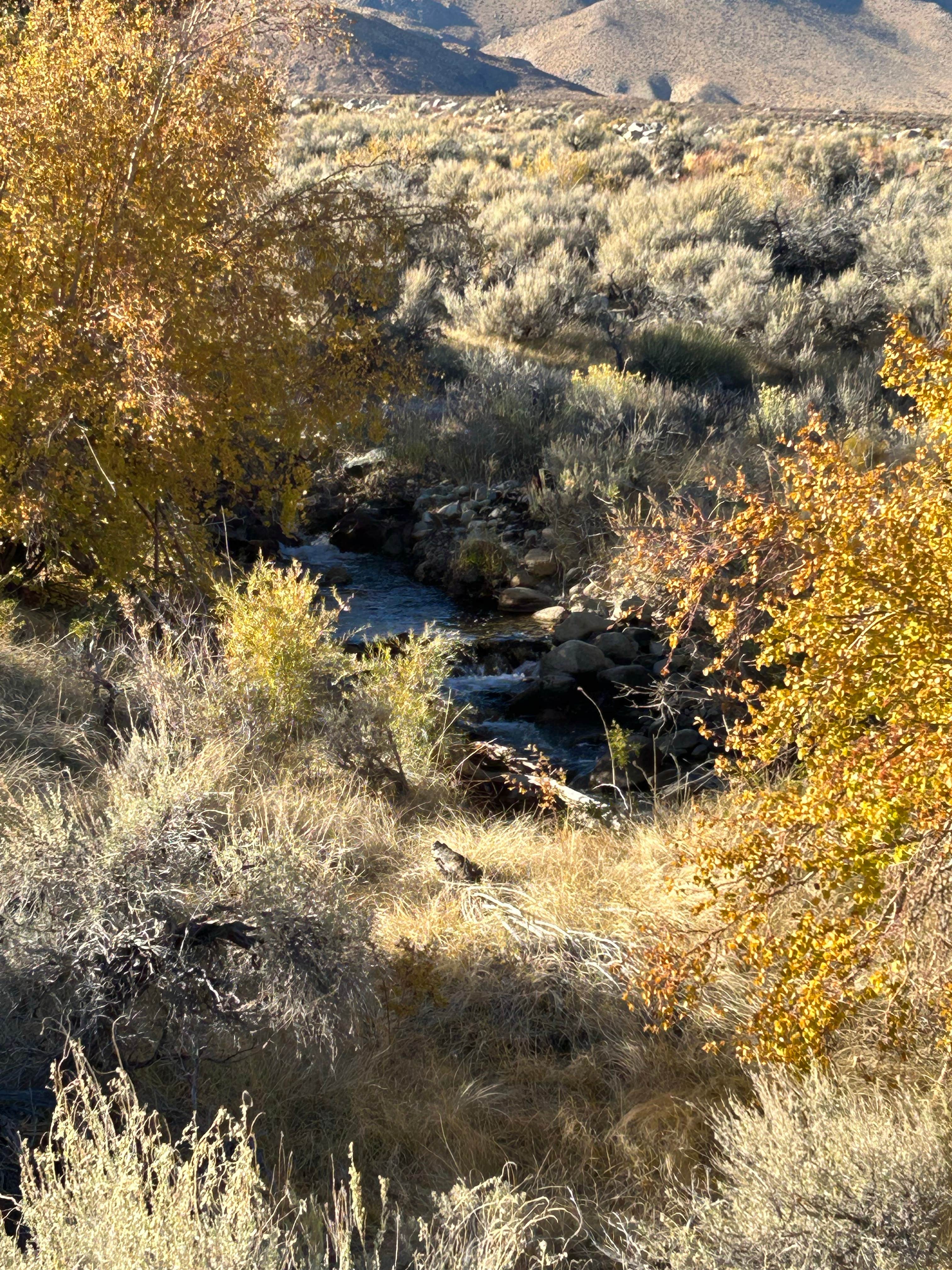 Camper-submitted photo at Creek Side Independence Dispersed 2 near Big Pine, CA