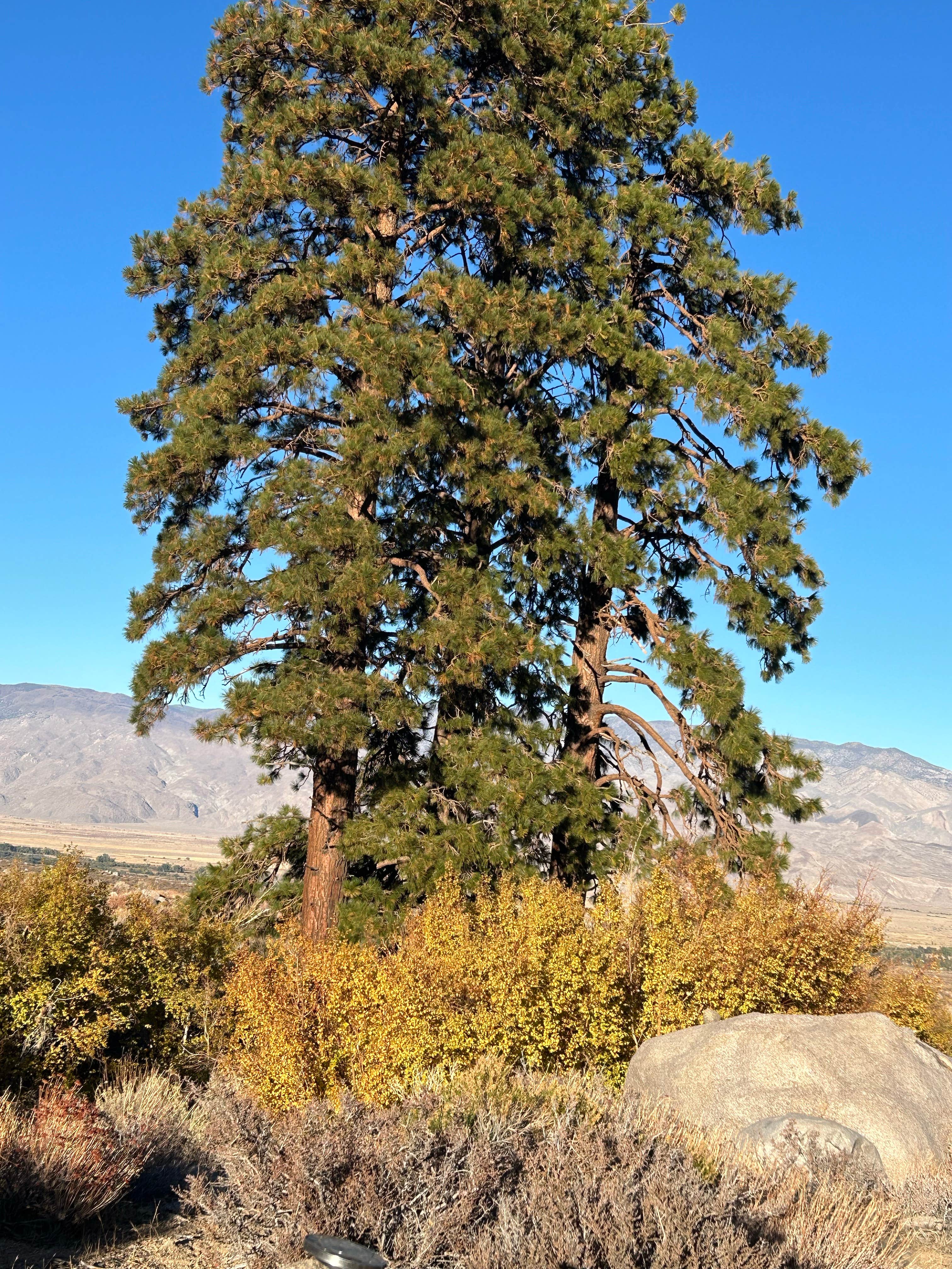 Camper-submitted photo at Creek Side Independence Dispersed 2 near Big Pine, CA