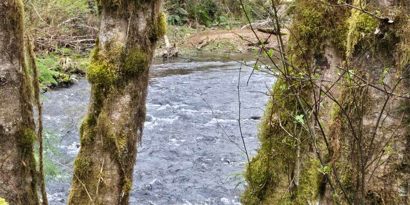 Camper submitted image from Creekside Camp, Lake creek