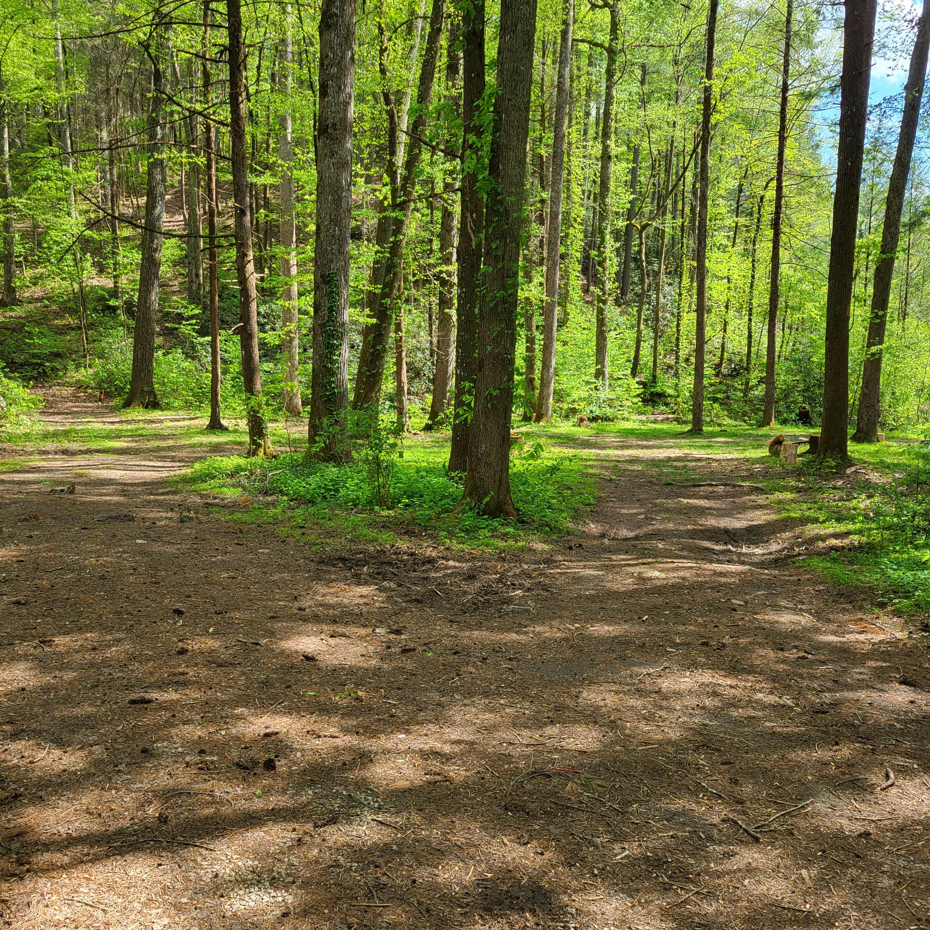 Camping near Murrays Lake Primitive: Creekside Camp, Reliance, Tennessee