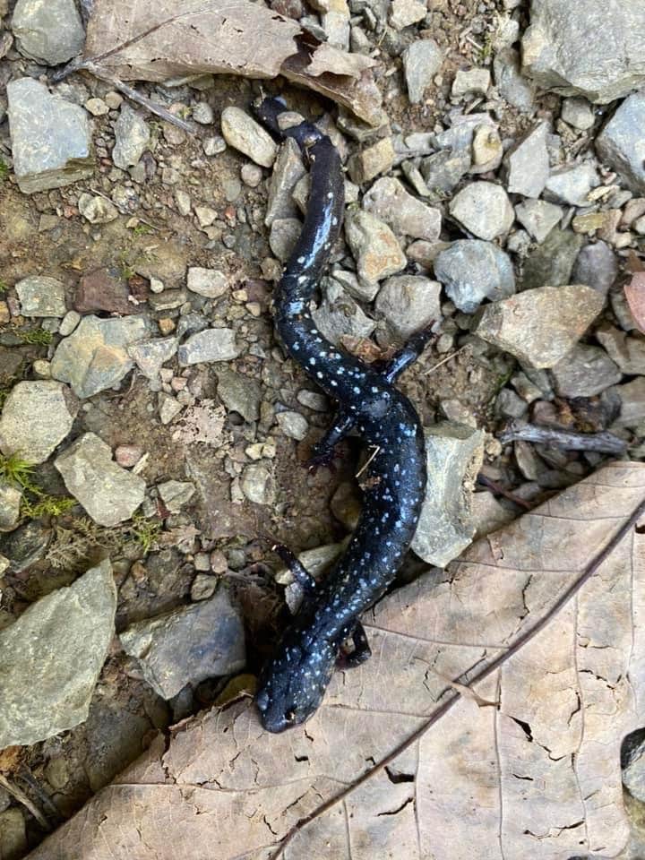 Camper submitted image from Creekside Campground — Hungry Mother State Park - 3