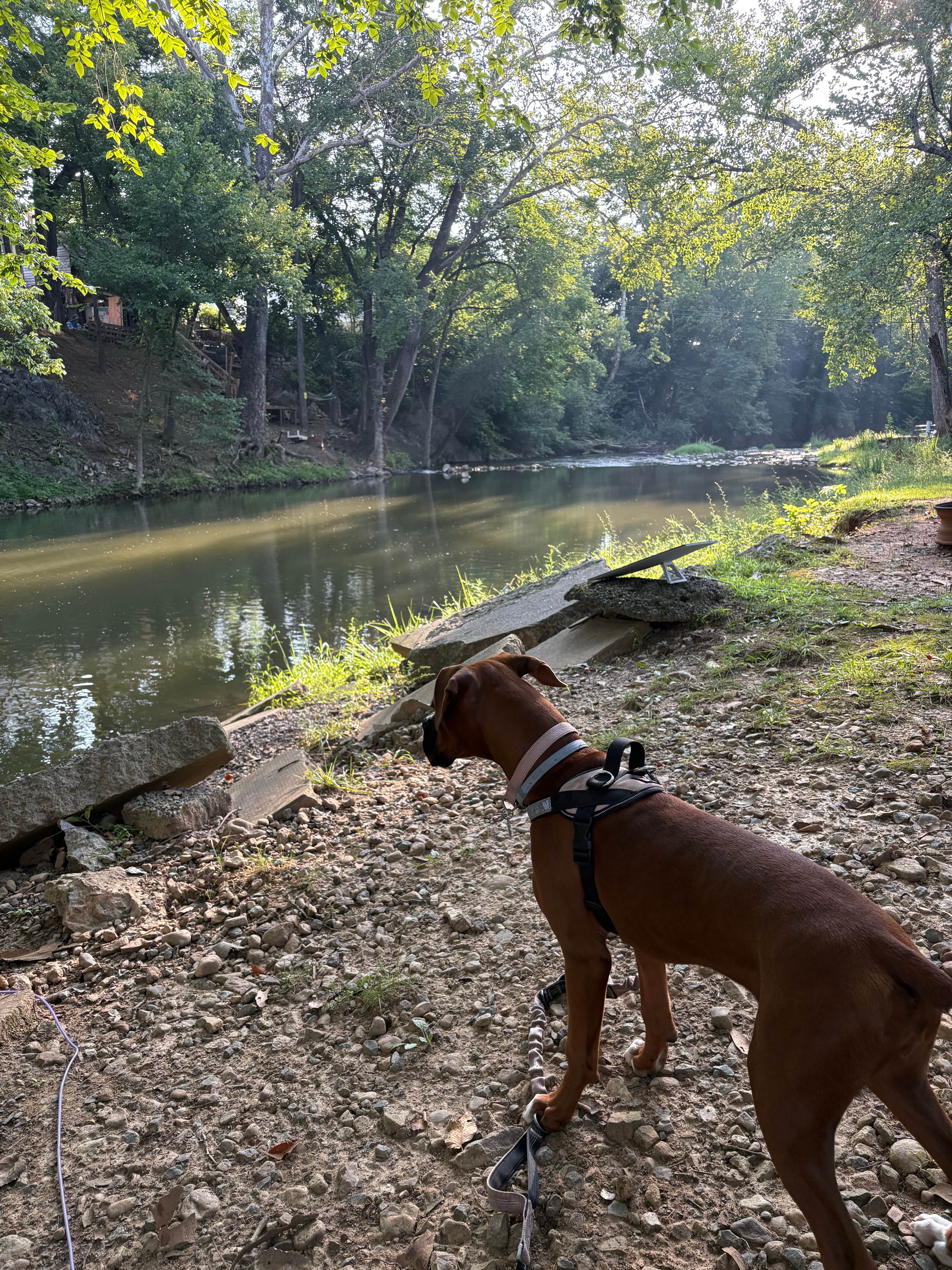 Talia R.'s photo of camping with pets at Creekside Campground near Wardensville, WV