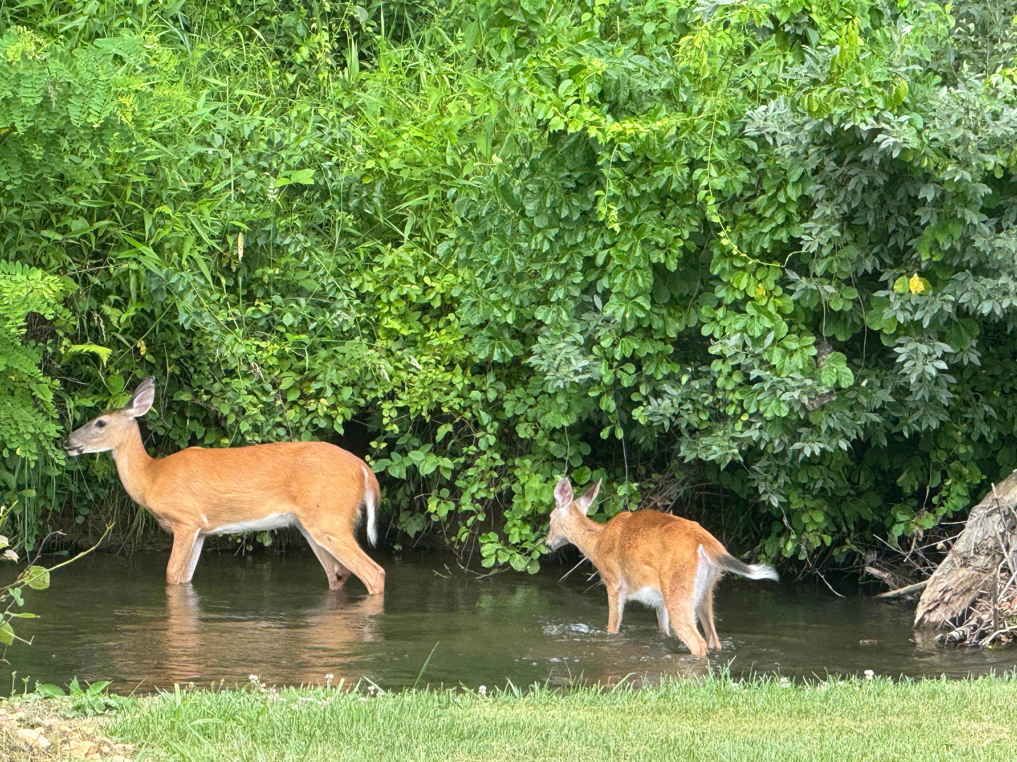 Camper submitted image from Creekside Camping - 2