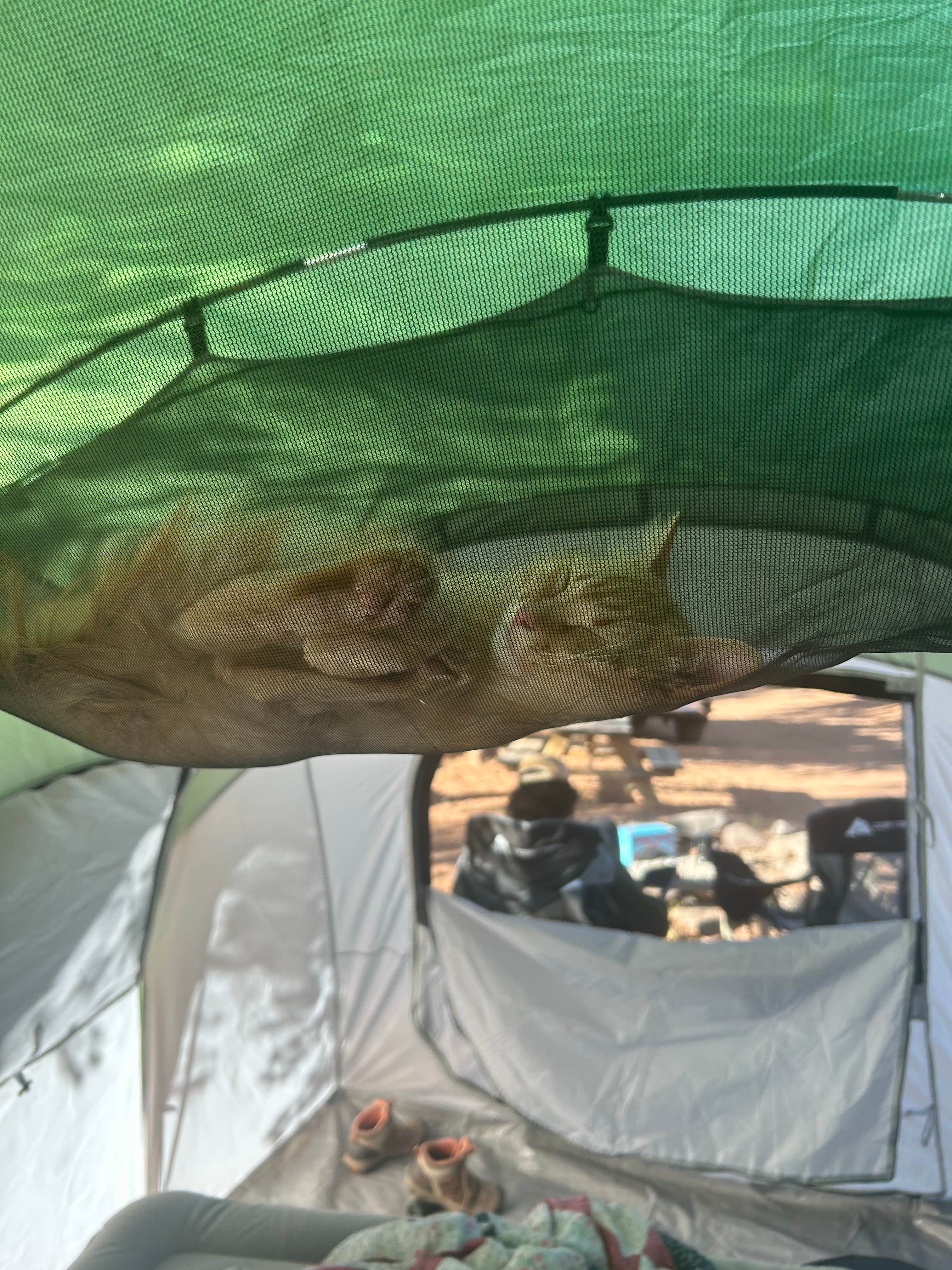 Evan O.'s photo at Kolob Gate Gardens near Zion National Park