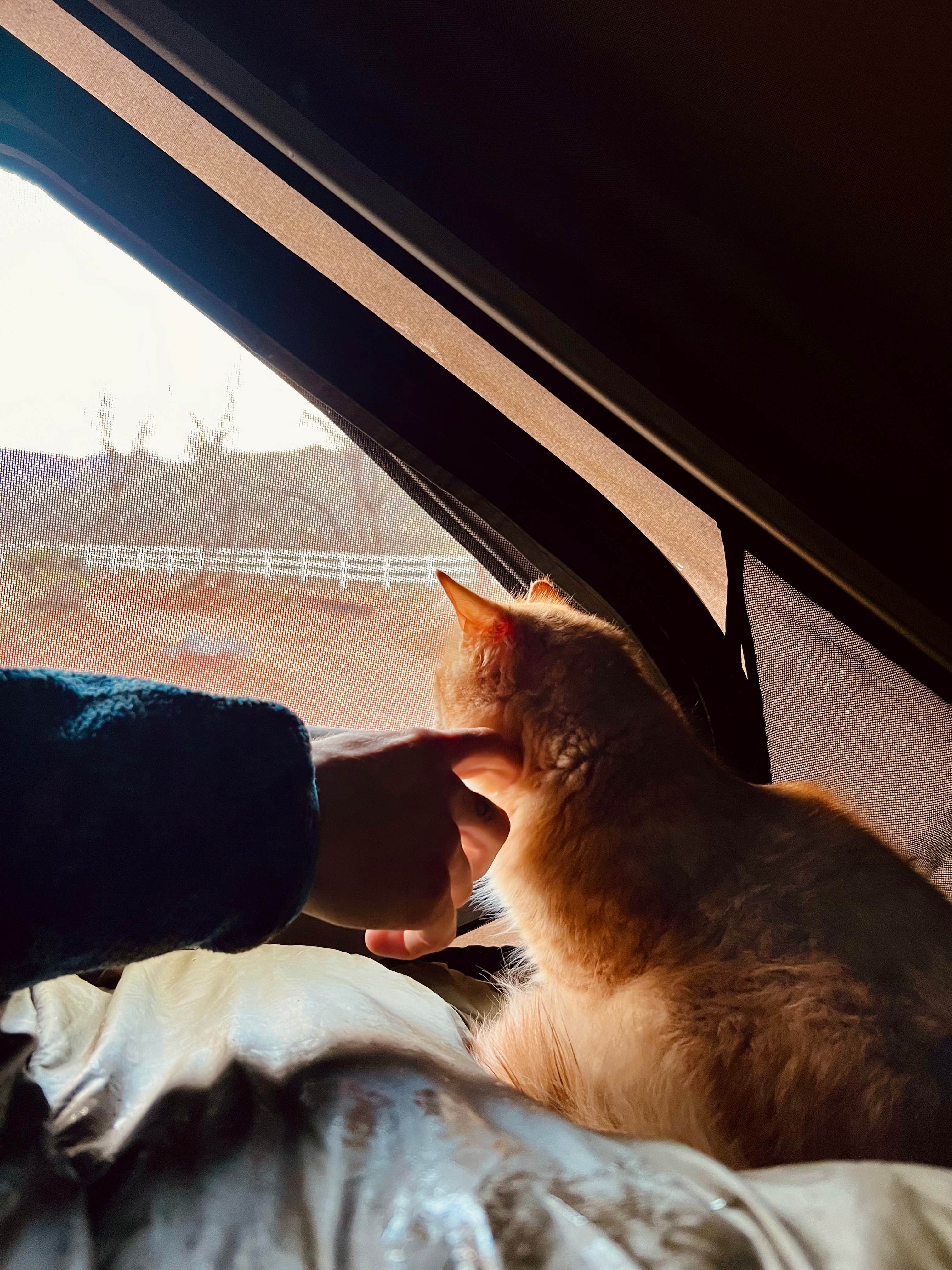 Abby T.'s photo of camping with pets at Kolob Gate Gardens near Zion National Park