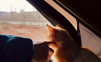 Abby T.'s photo of camping with pets at Kolob Gate Gardens near Zion National Park