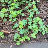 Review photo of Samuel P. Taylor State Park Campground by moni G., January 25, 2026